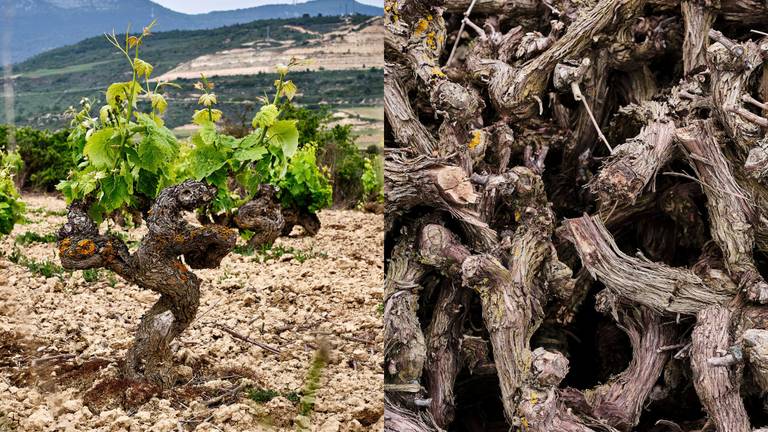 Rioja wines from Ramon Bilbao – a Spanish wine tour