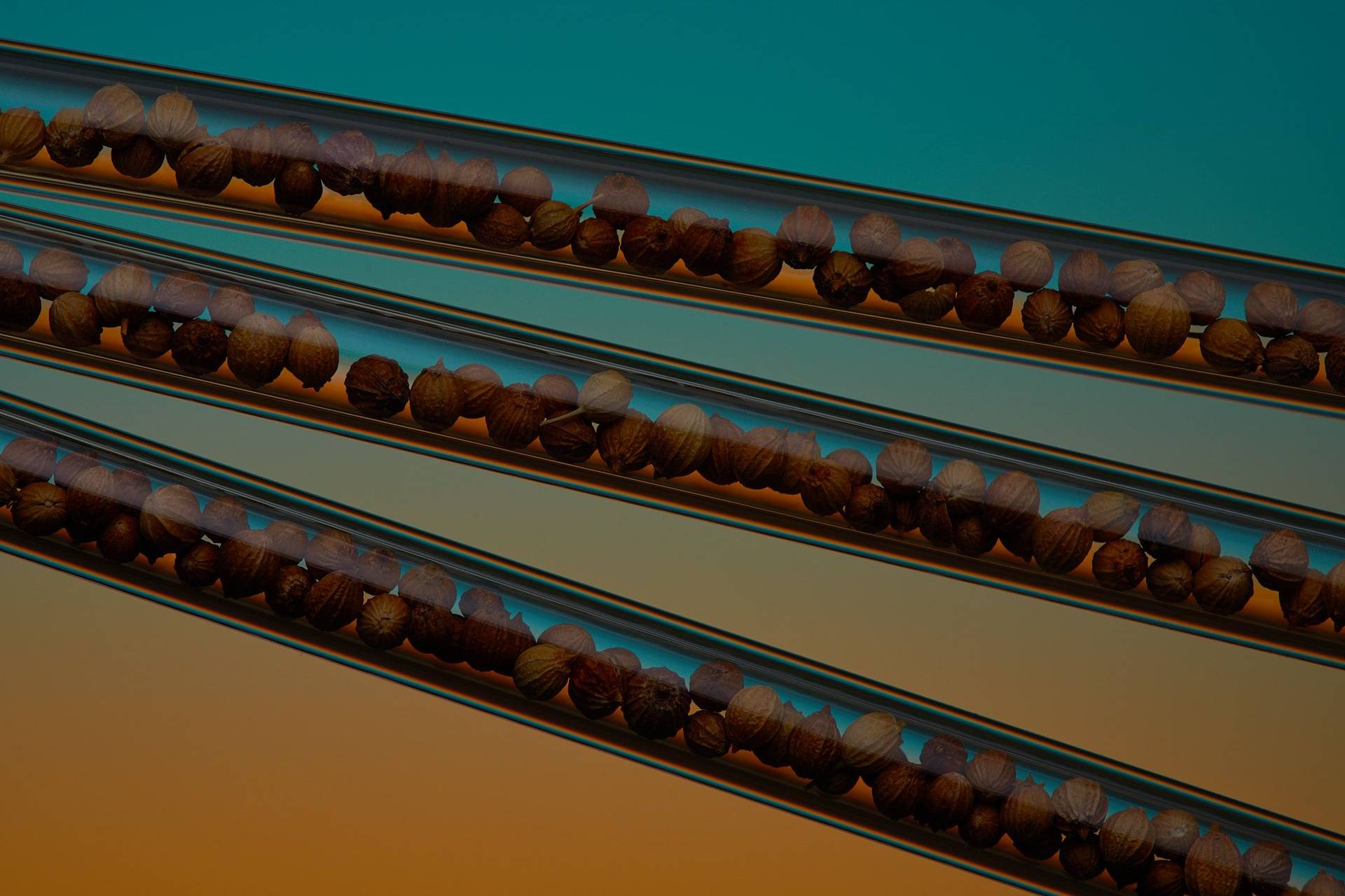 koriandersamen in glasstrohhalmen vor blauem und orangenem hintergrund