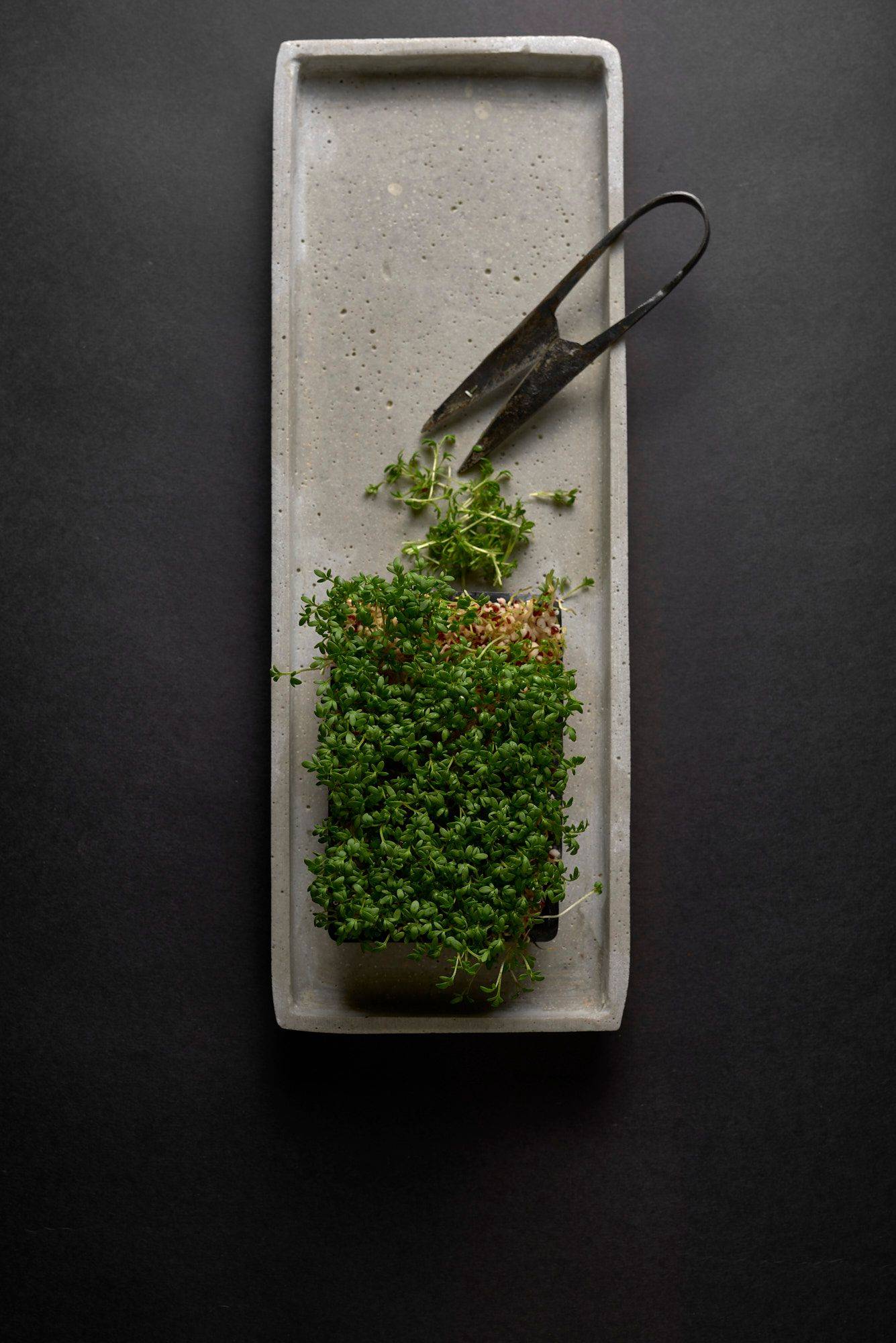 garden cress on concrete plate with black background