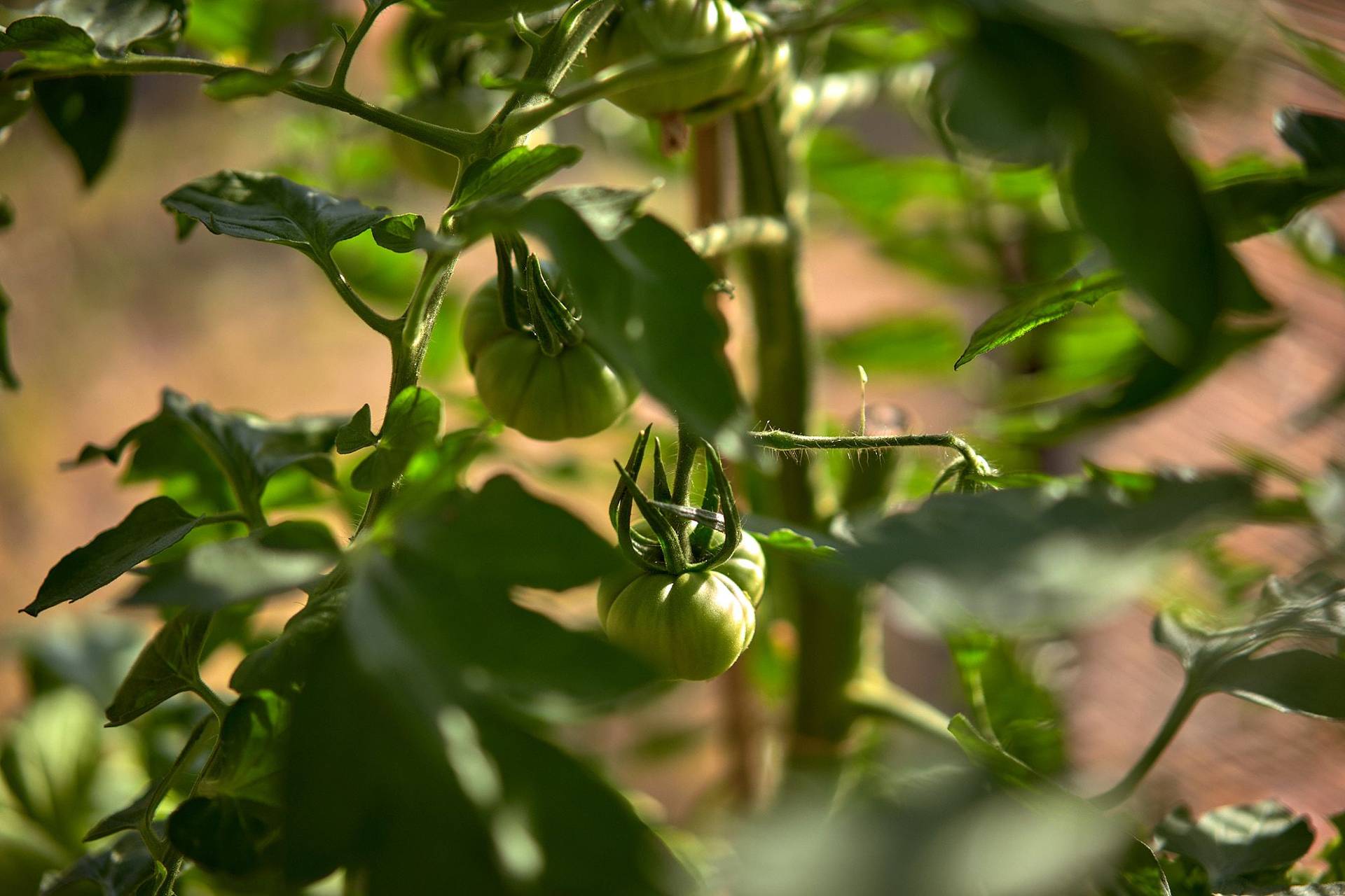 grüne tomaten