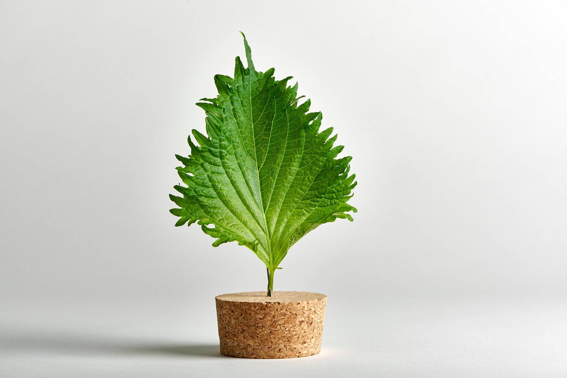 a shiso leaf with white background