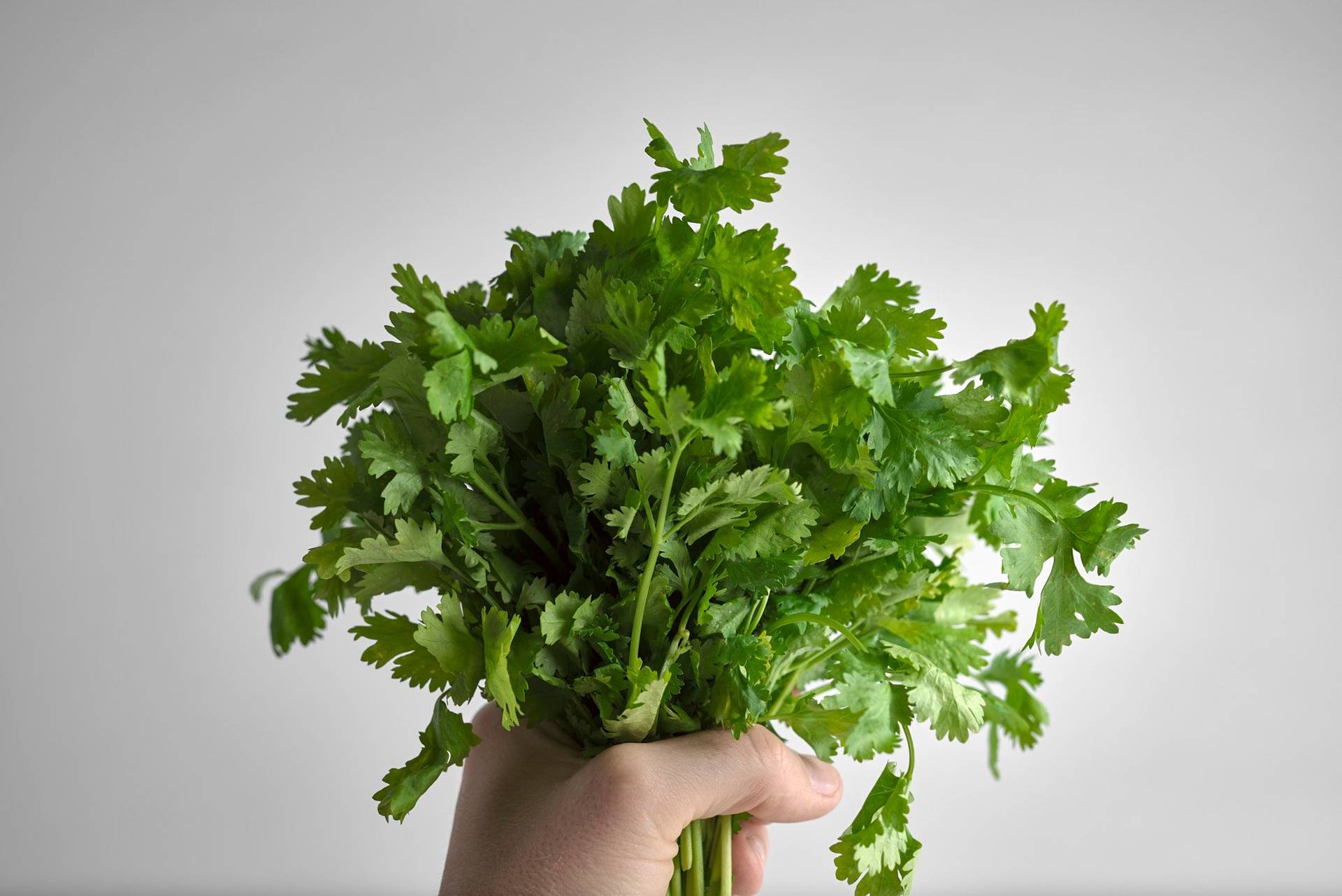 hand holding a bunch of coriander