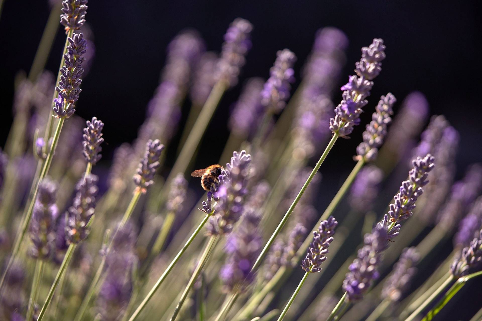 bee in lavender blossoms