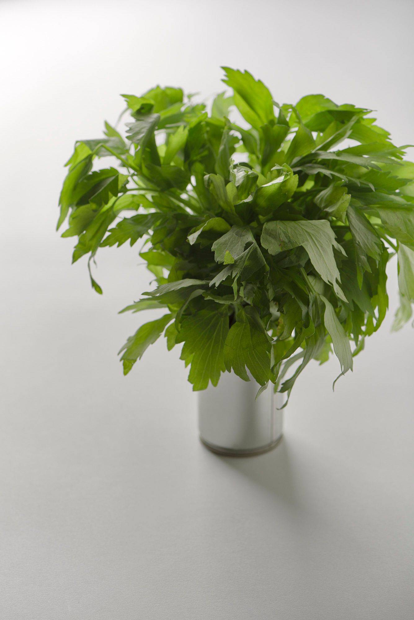 a bunch of lovage with white background