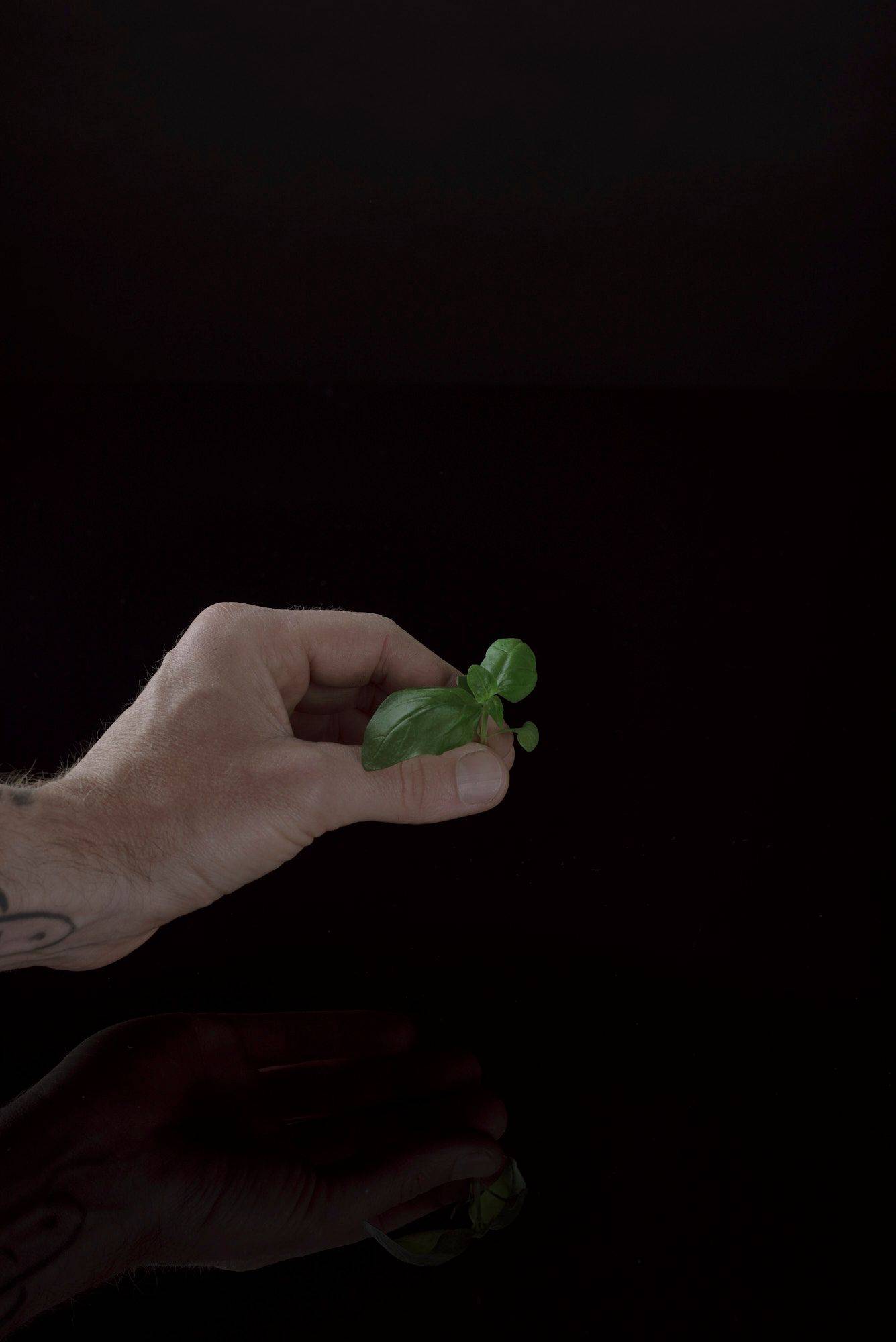 hand holds a basil tip with black background