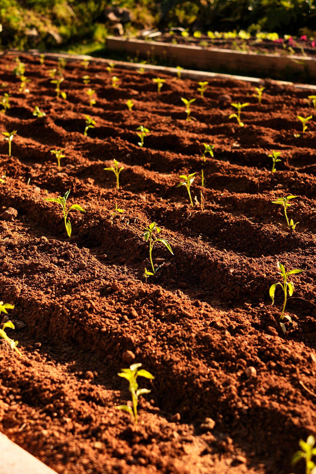 vegetable garden of restaurant moncalvillo in rioja alta