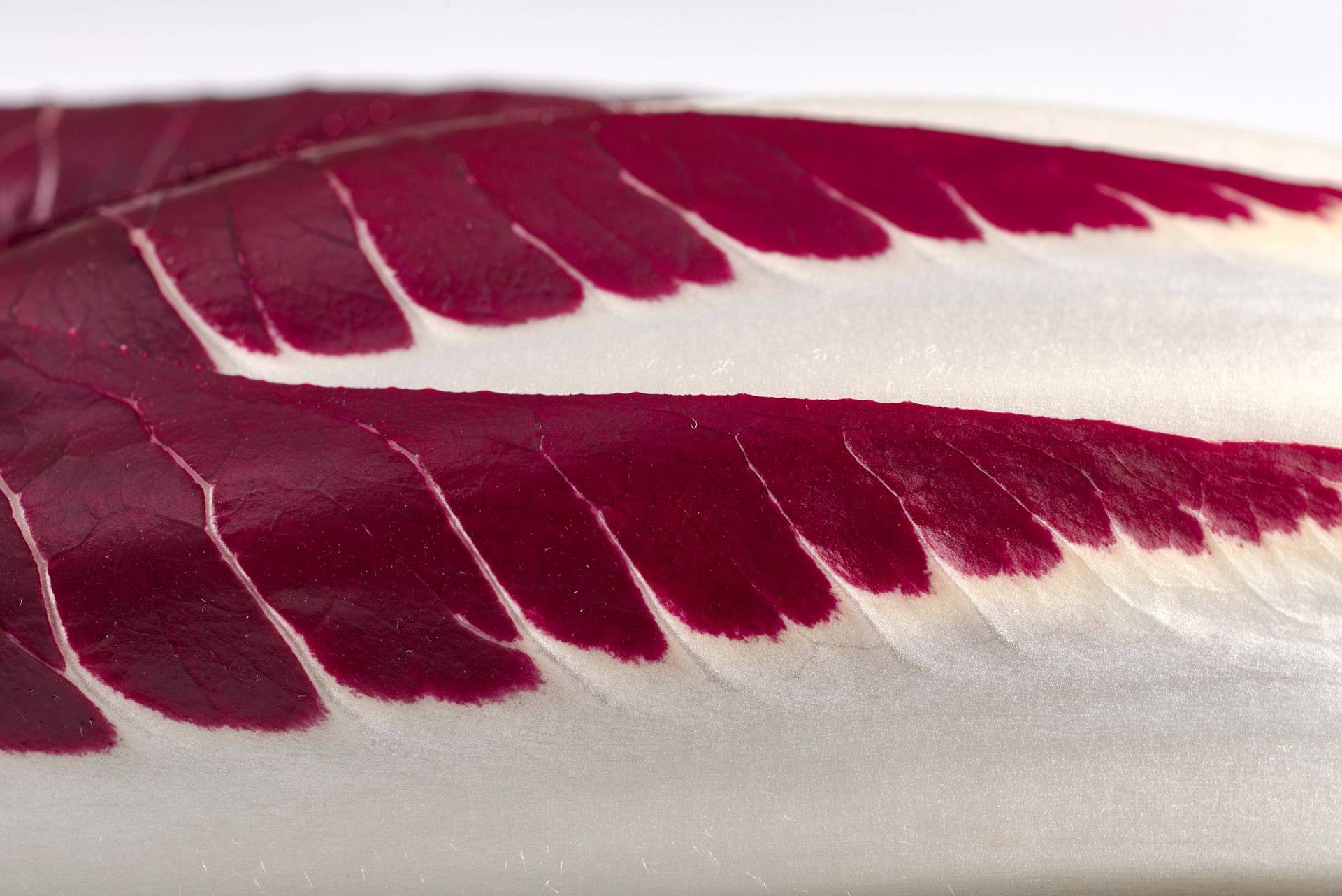 radicchio radicchio