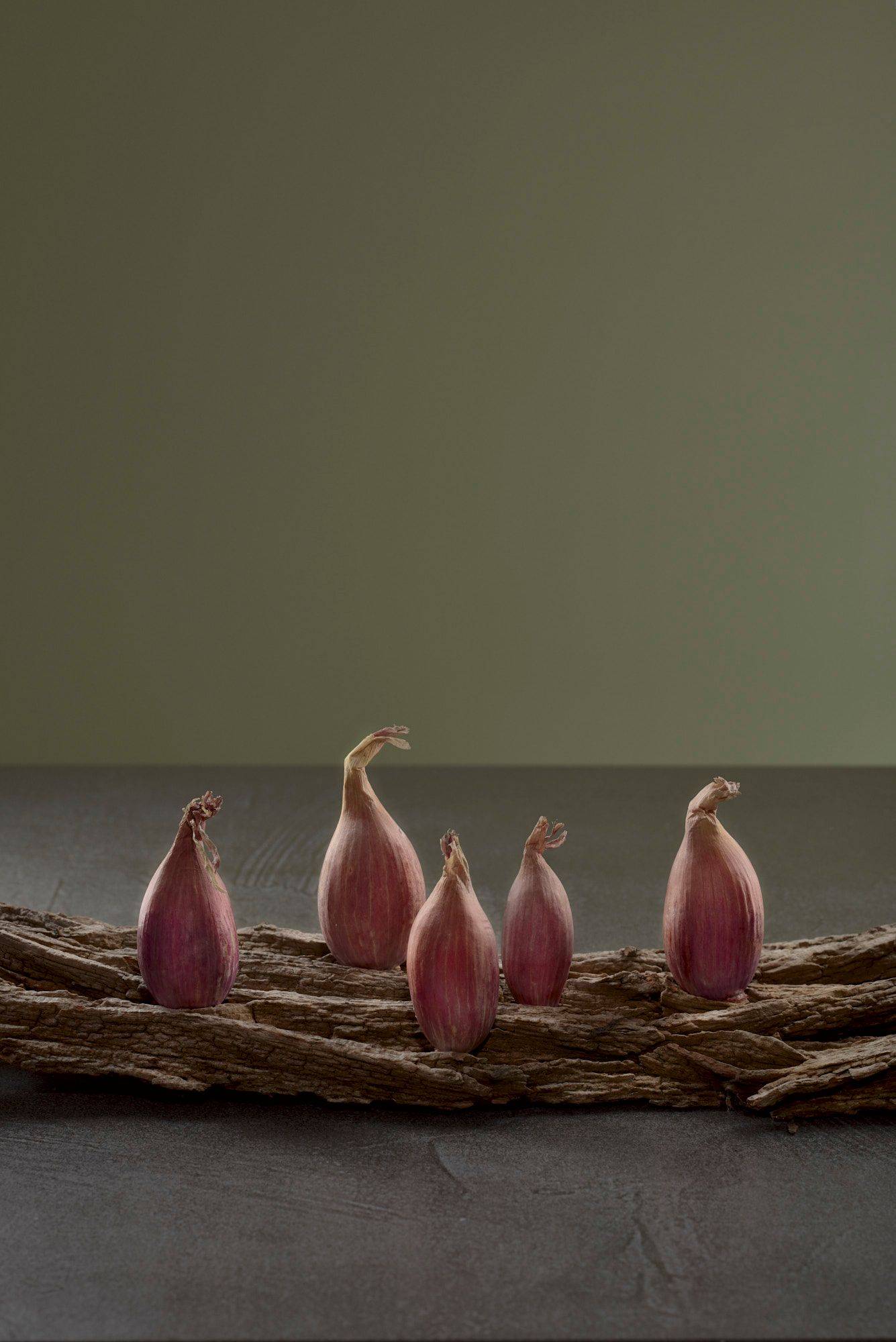 five shallots on a piece of bark on a gray sapienstone top with green background
