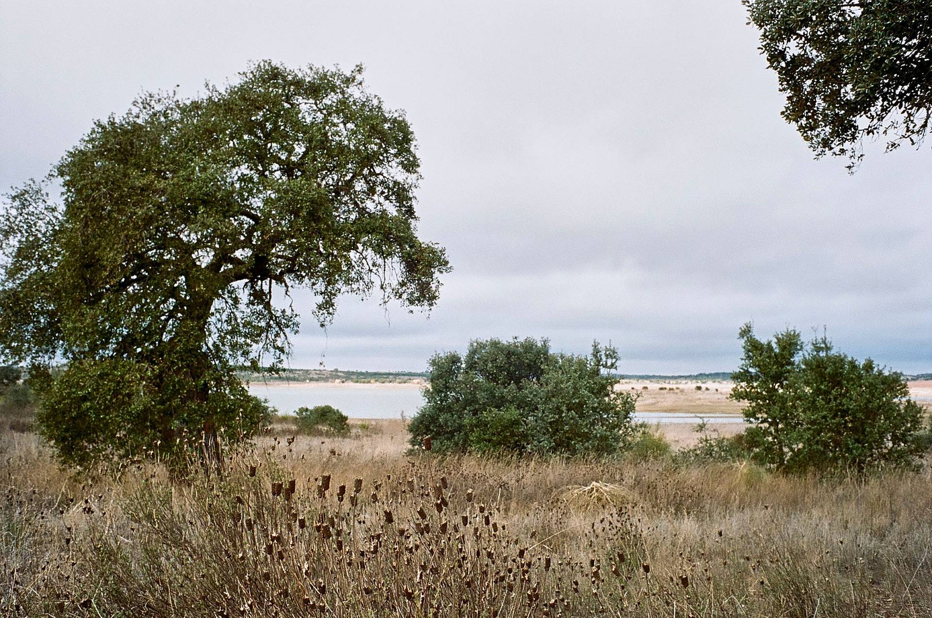 esporão olivenöl farm und weingut in alentejo