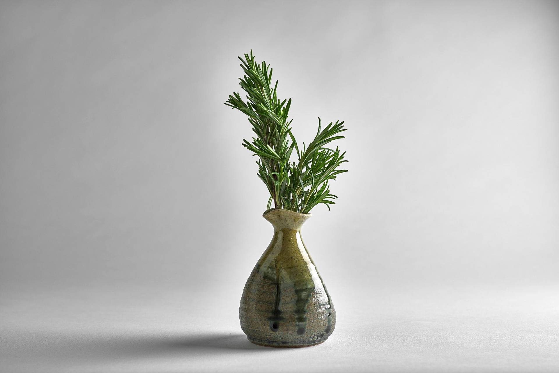 rosemary in a small ceramic vase on white background