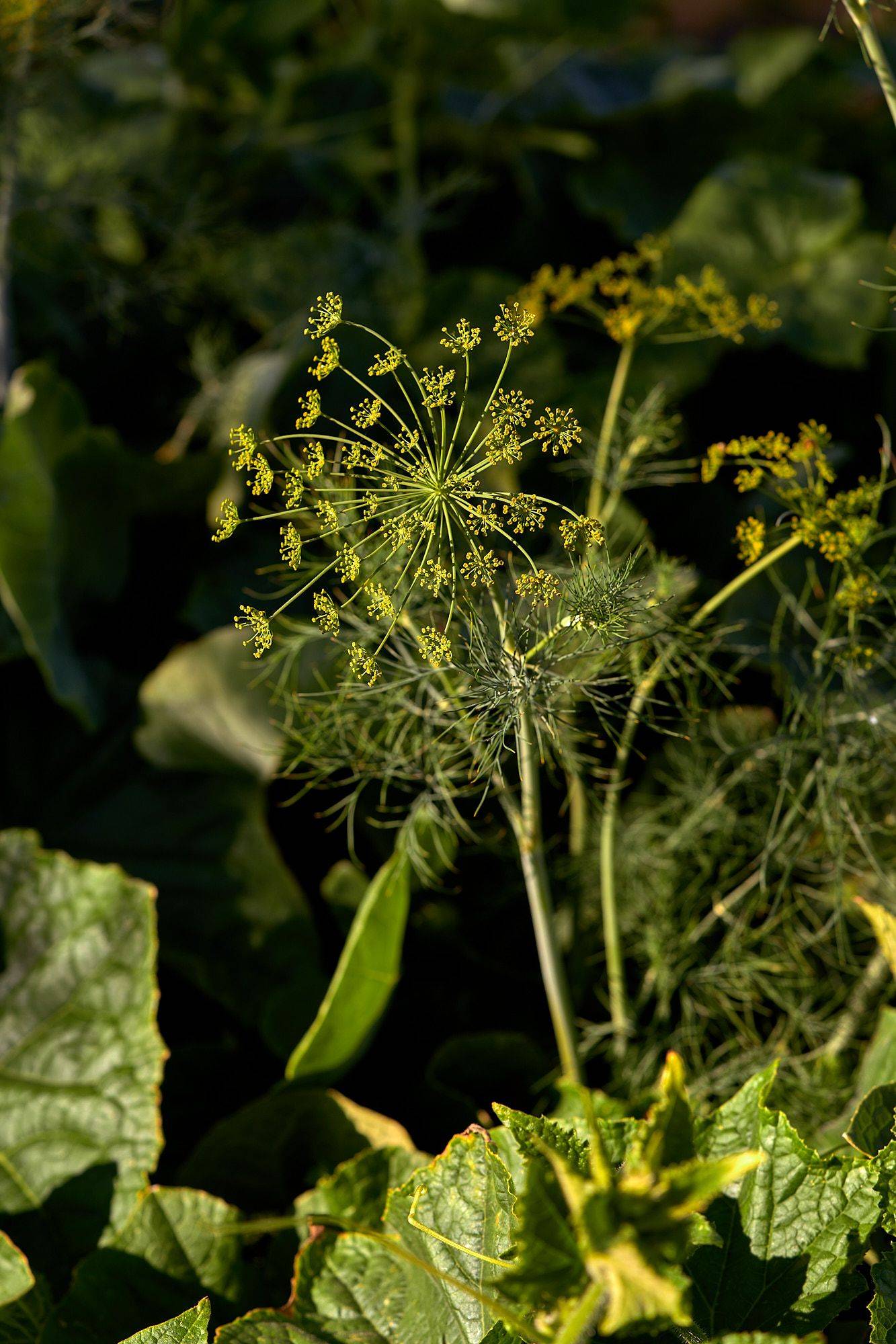 dill blossoms
