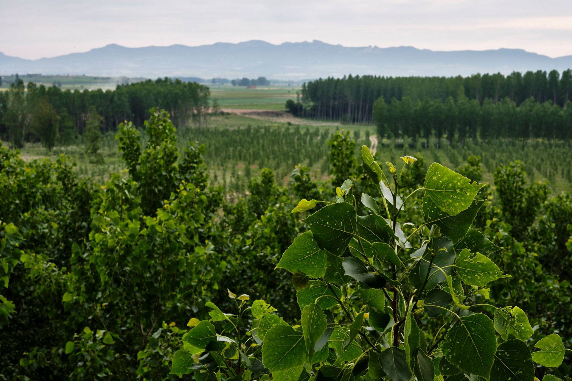 rioja-alta the wine region rioja alta in spain