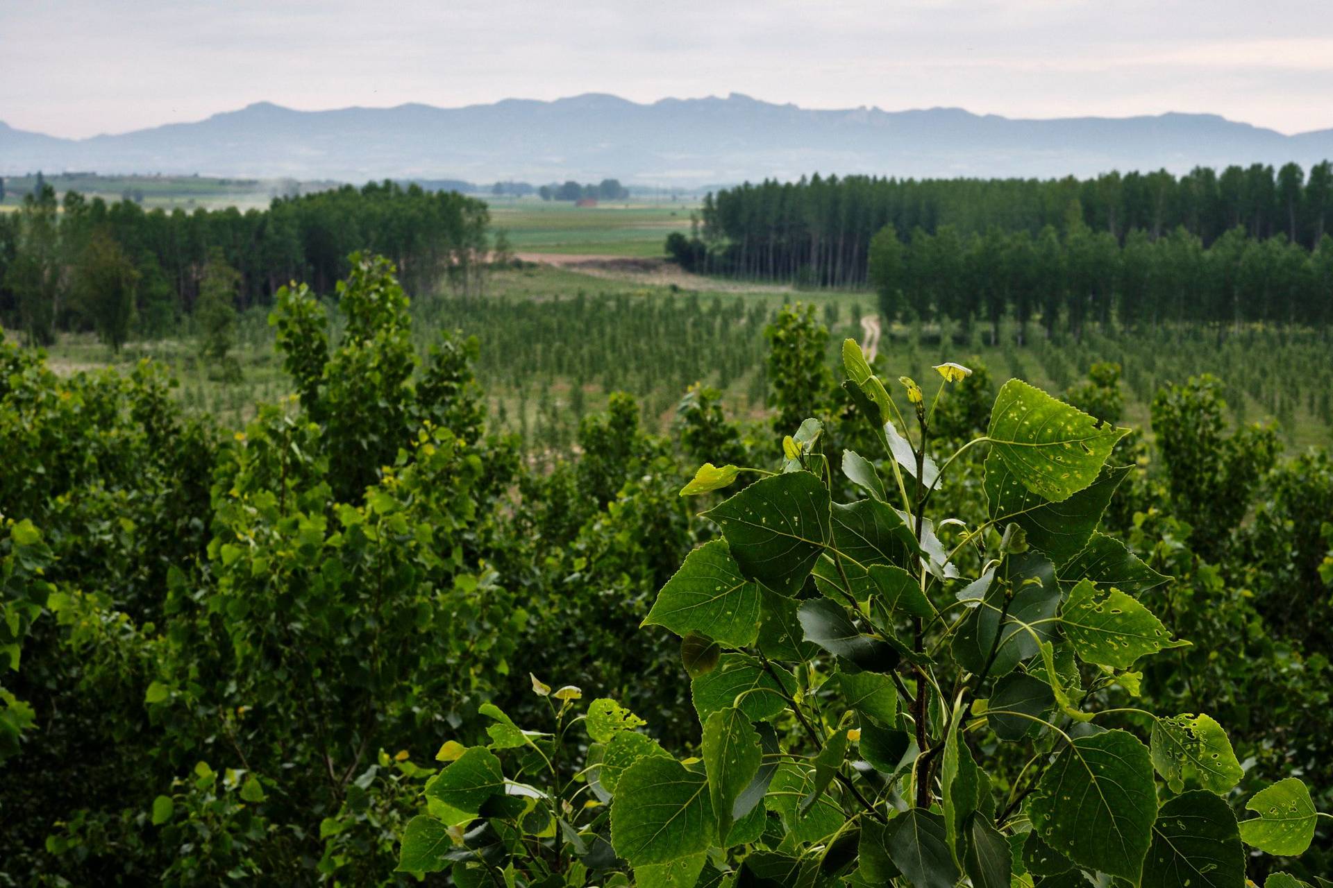 the wine region rioja alta in spain