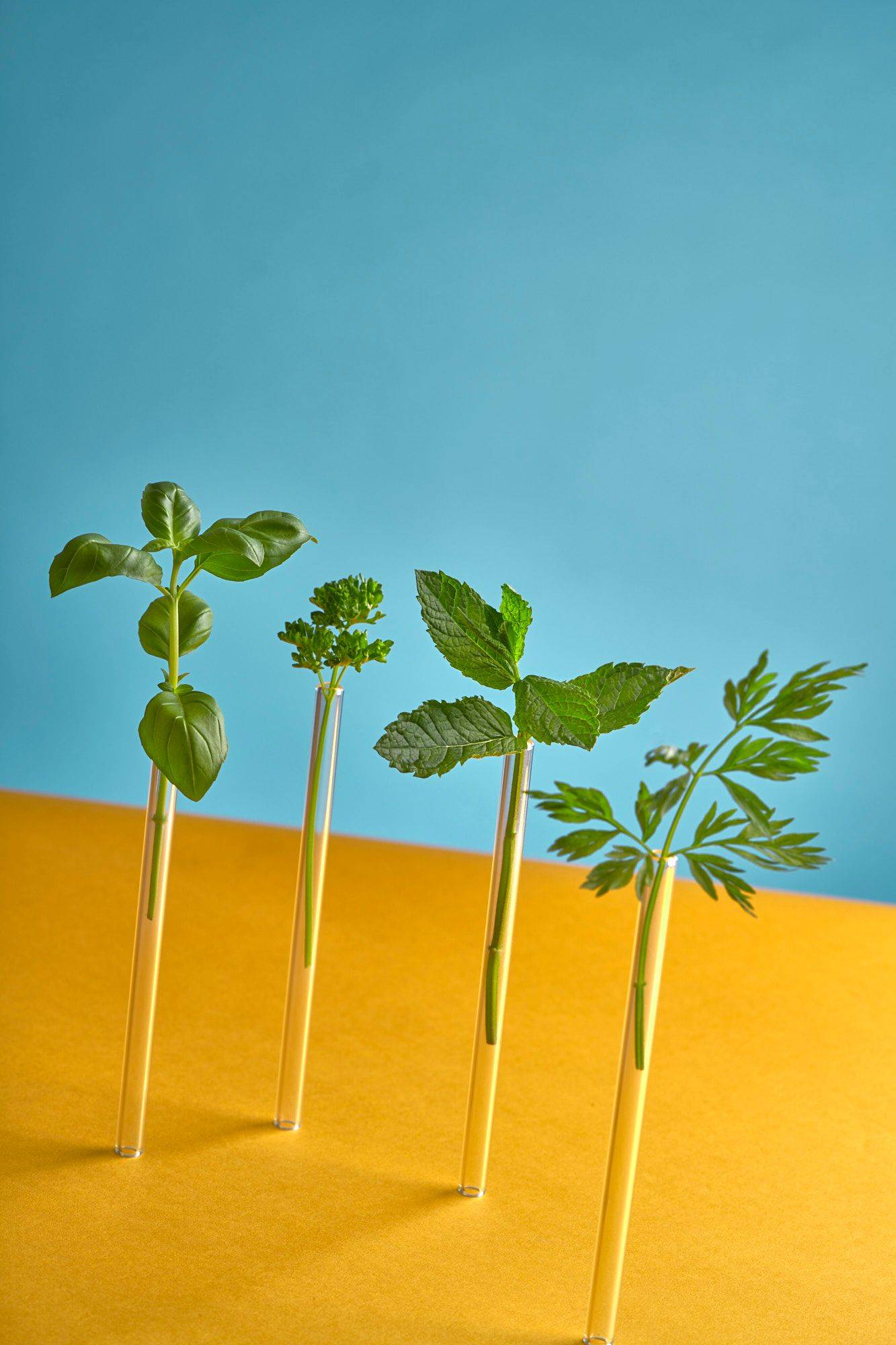 mixed herbs in glass straws with yellow and blue background