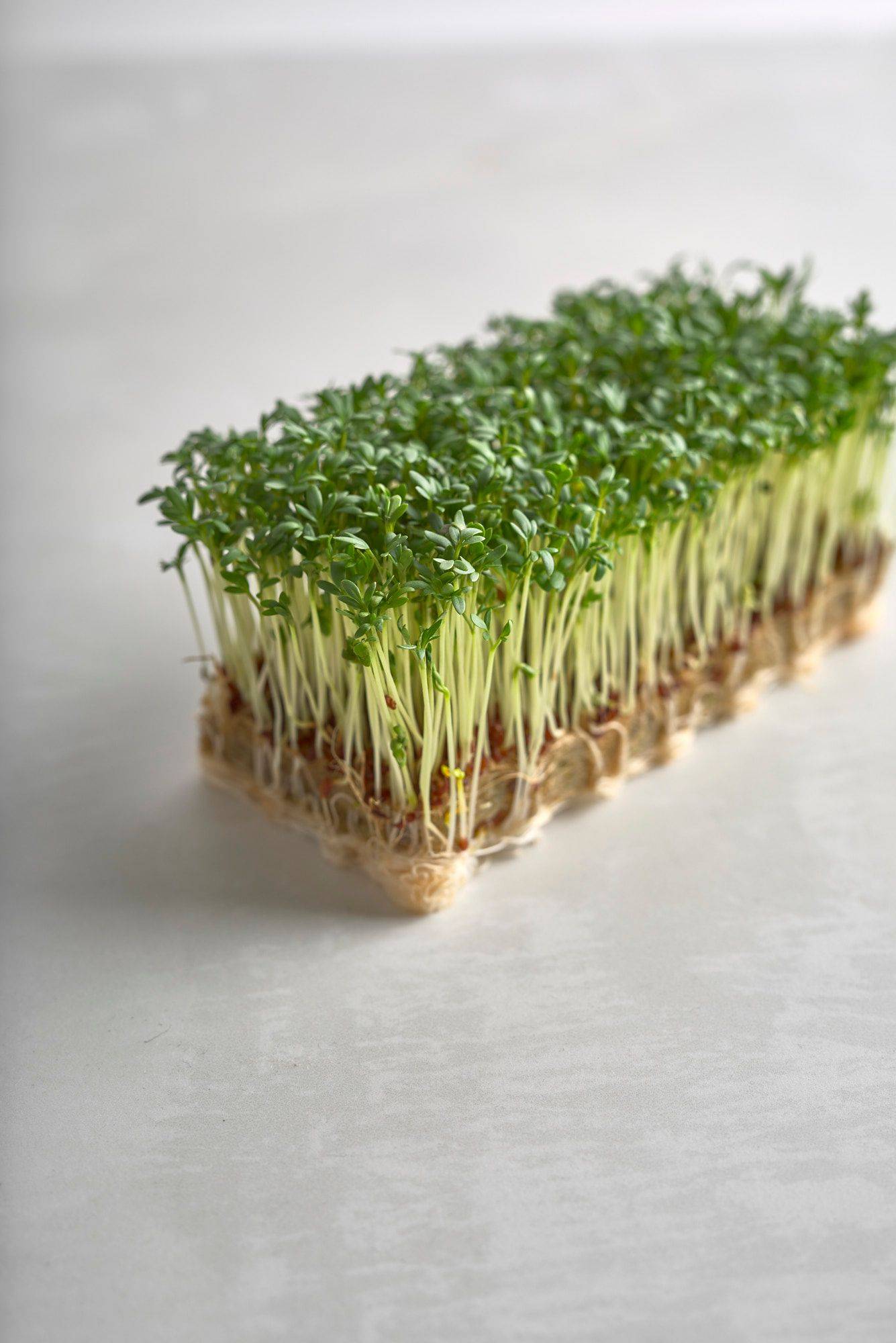 garden cress on a white sapienstone top