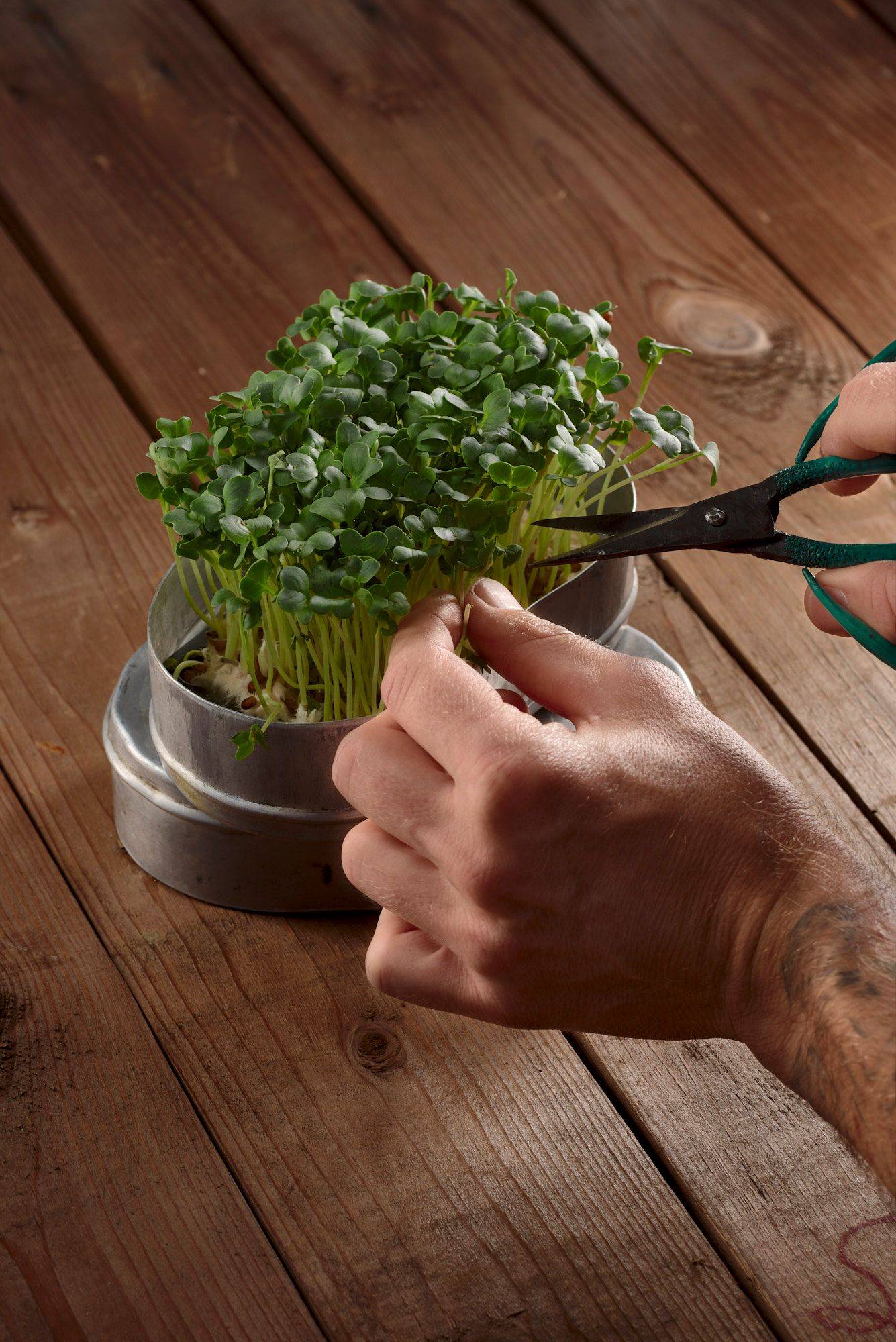 hands cutting daikon cress with wooden table