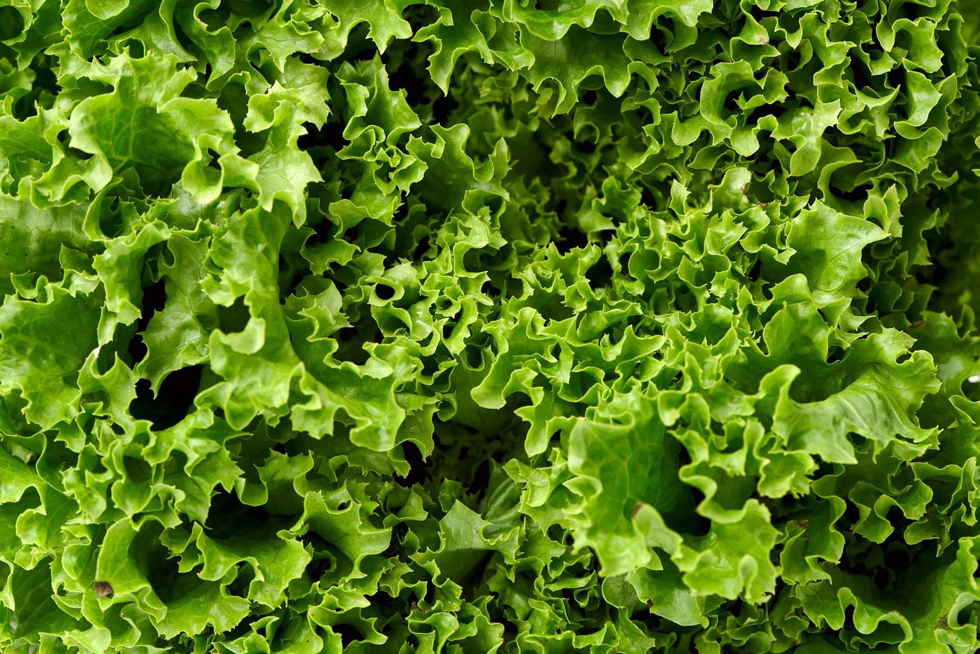 ein grüner lollo bianco salat