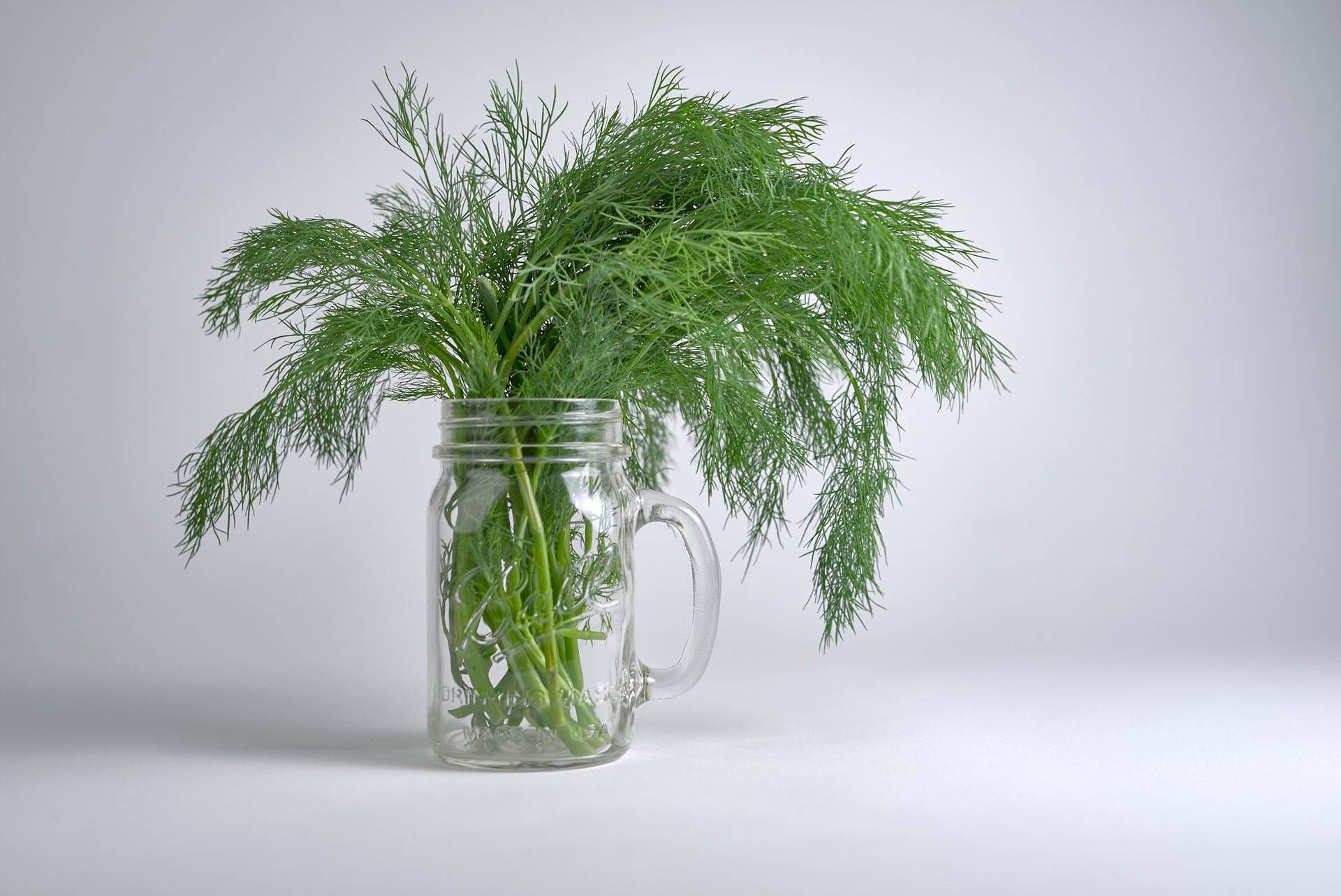 ein bund dill in einem glas mit weißem hintergrund