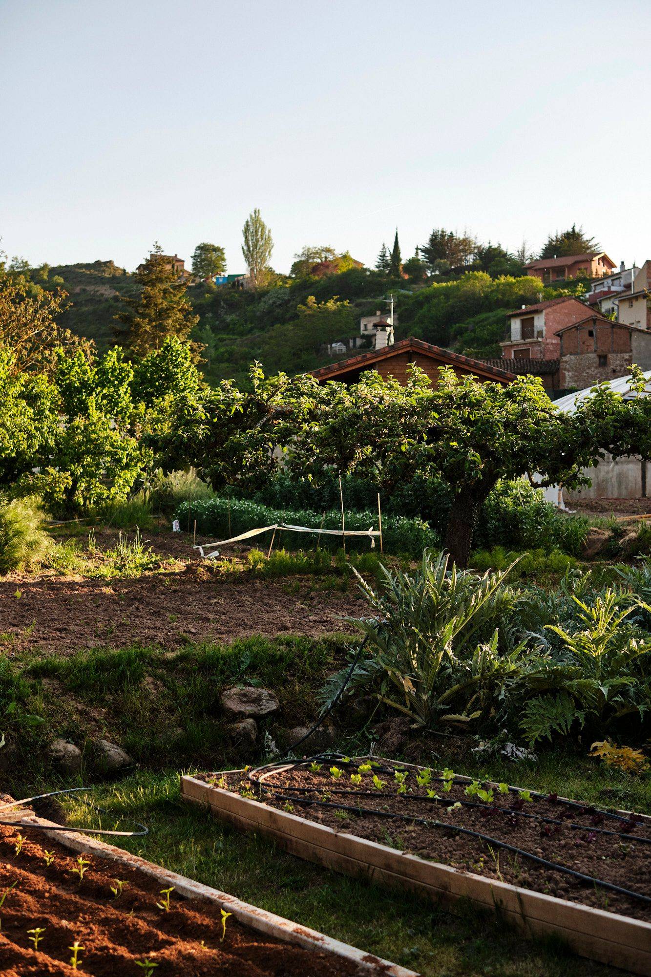 vegetable garden of restaurant moncalvillo in rioja alta