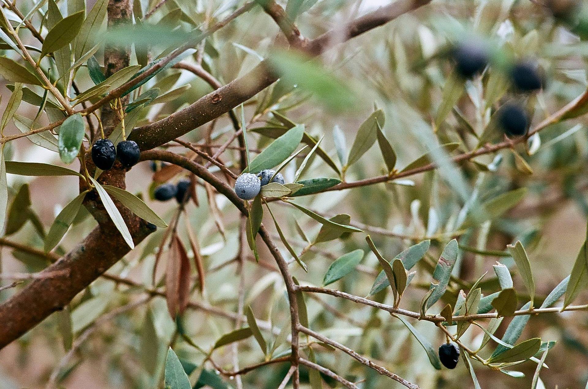 the olive cycle