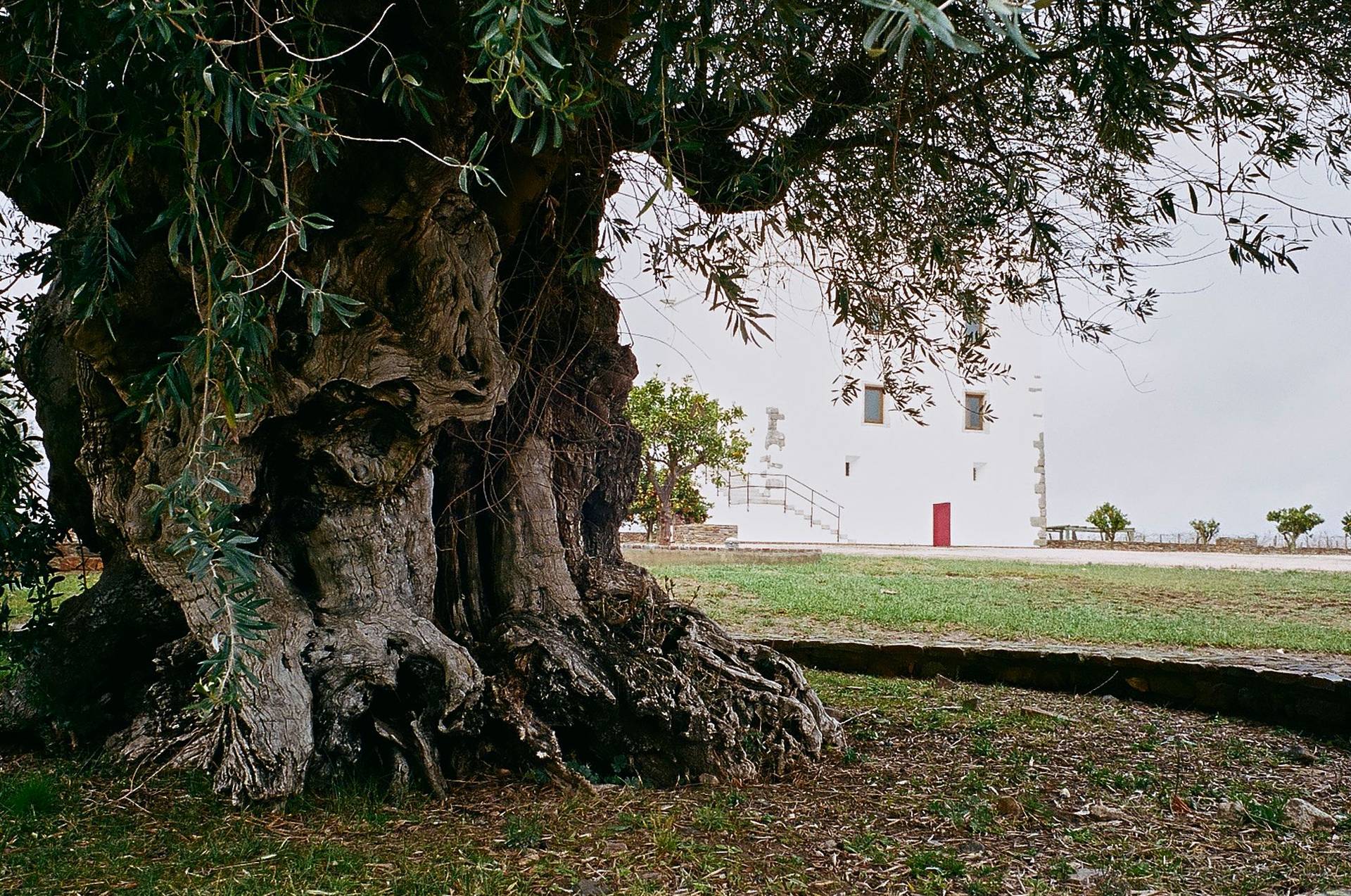 esporão olivenöl farm und weingut in alentejo