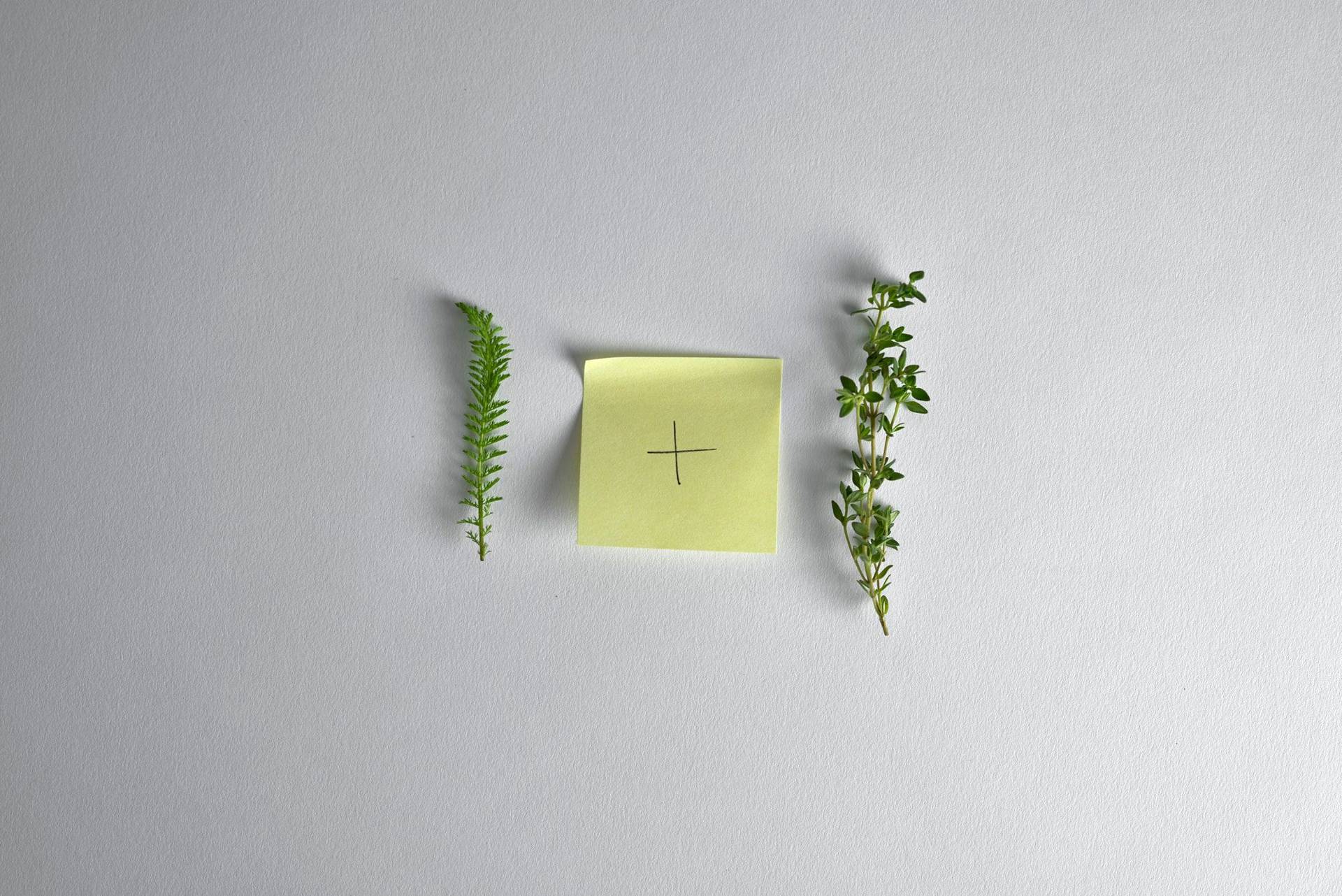 yarrow and thyme with white background