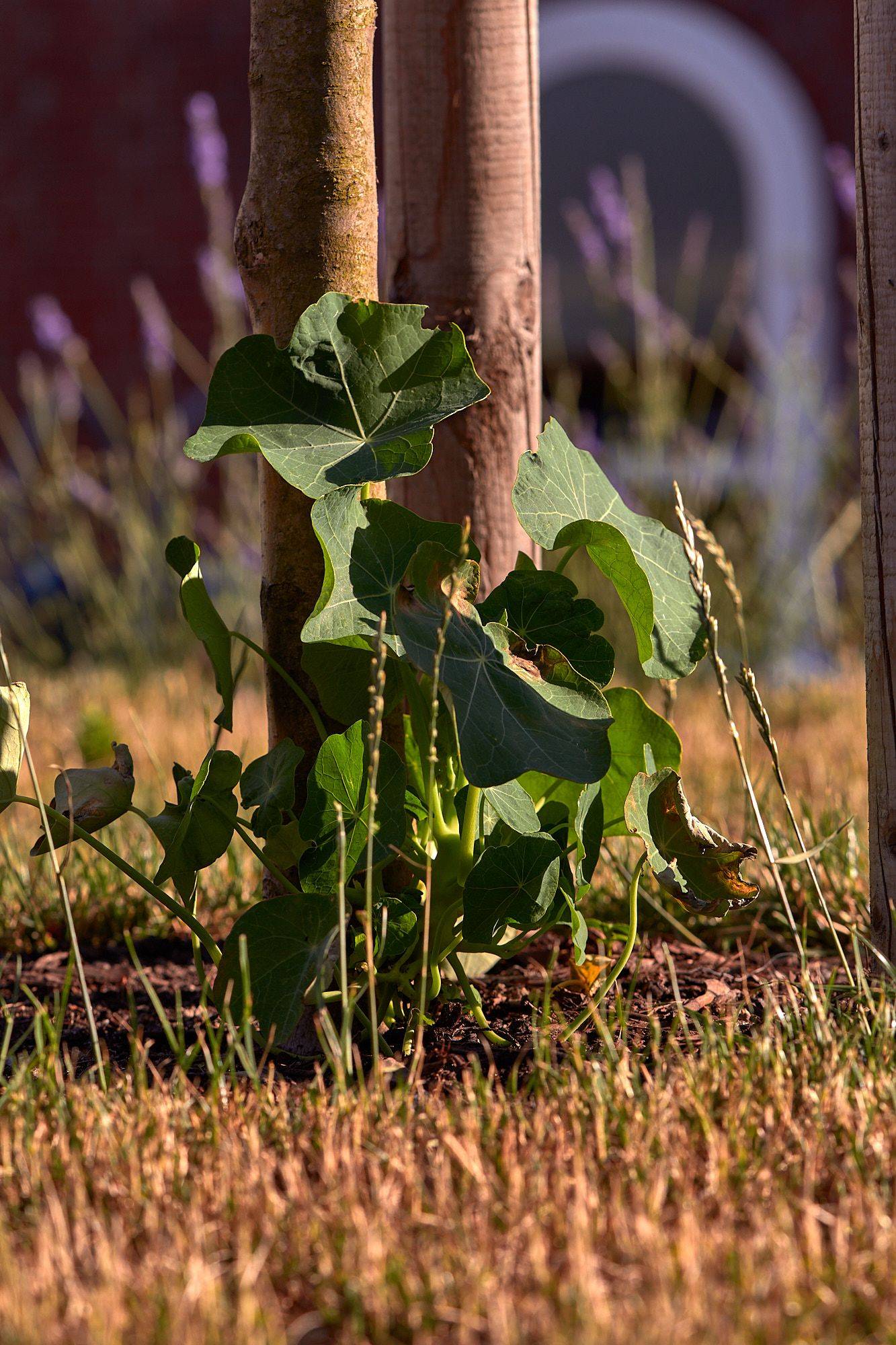 nastrium cress