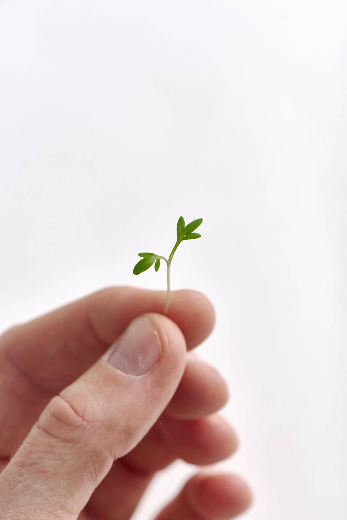 hand holding a tip of garden cress on white background