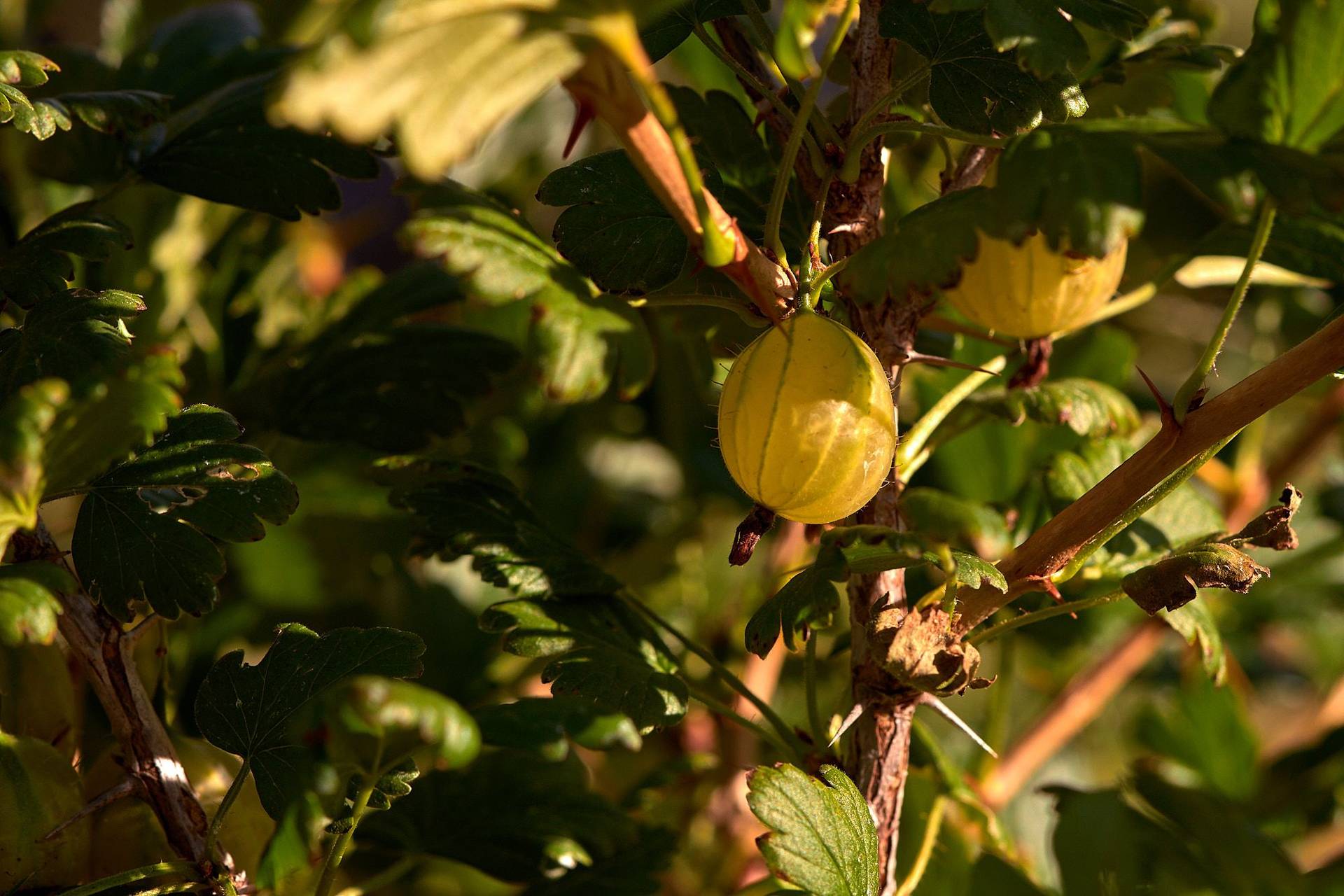 stachelbeeren