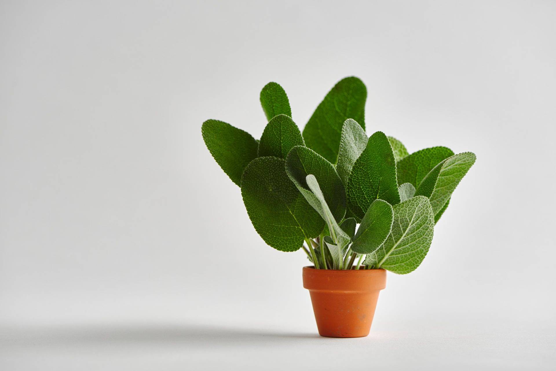 sage in a small flower pot with white background