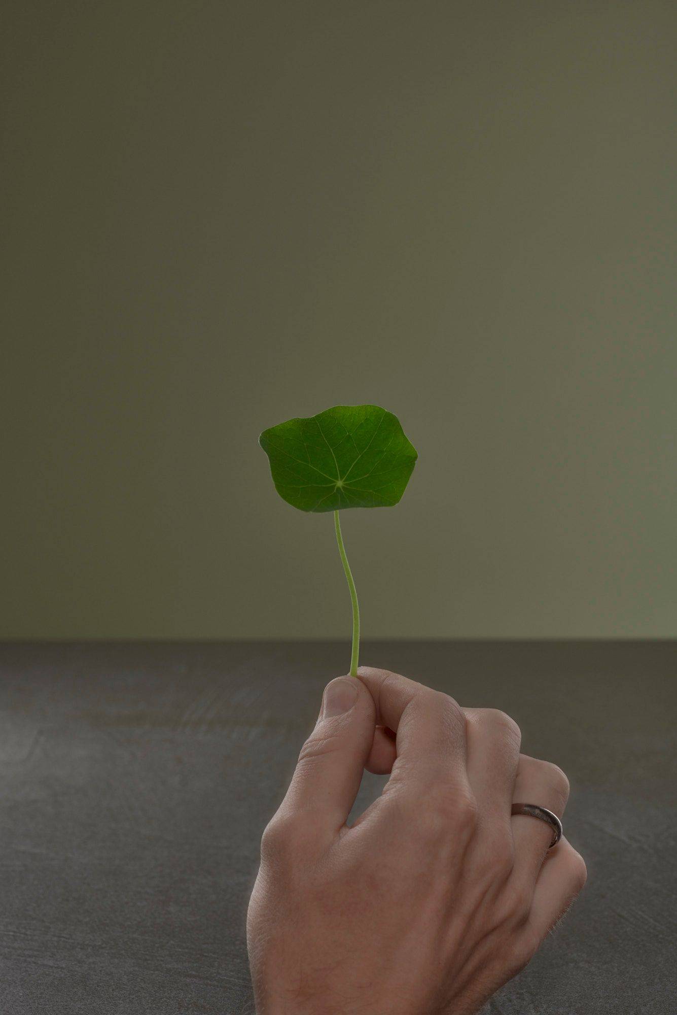 hand holding indian cress on a gray sapienstone top with green background