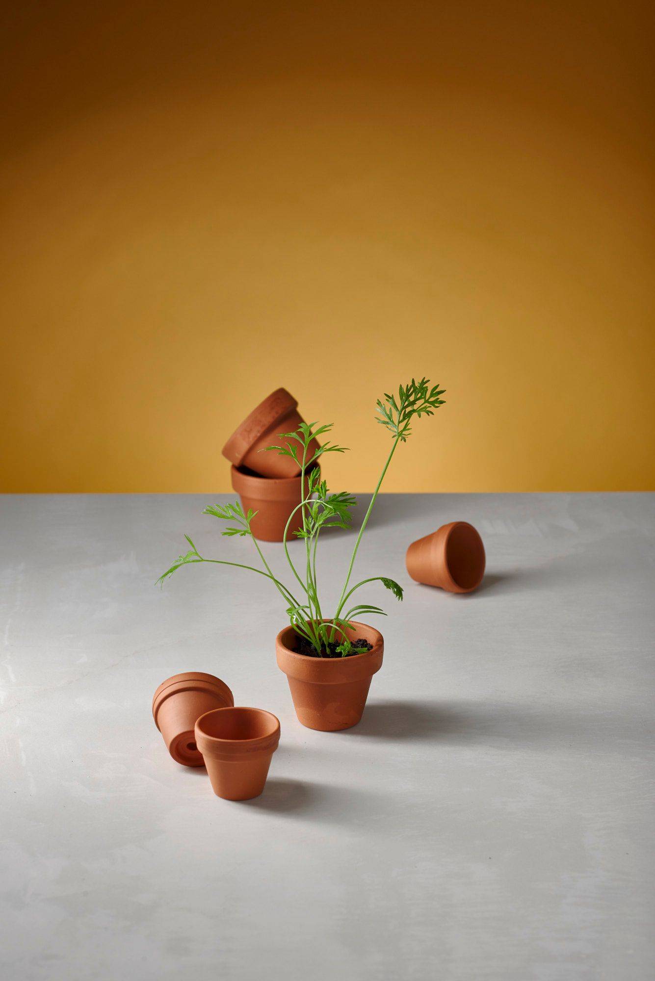 green of carrots in tiny flower pots with white sapienstone top and yellow background