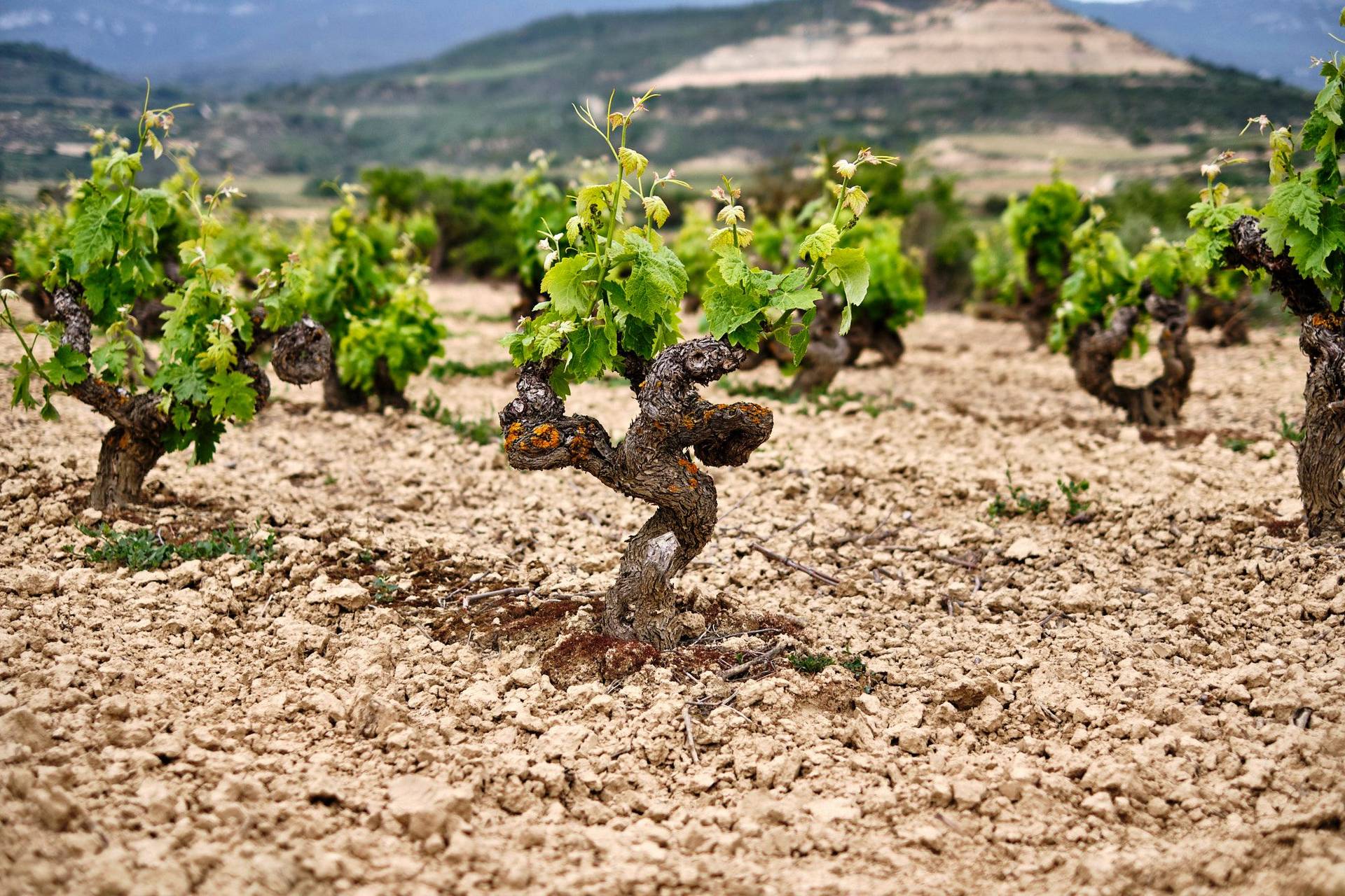 bodega-ramon-bilbao-in-rioja-alta bodega ramon bilbao in rioja alta