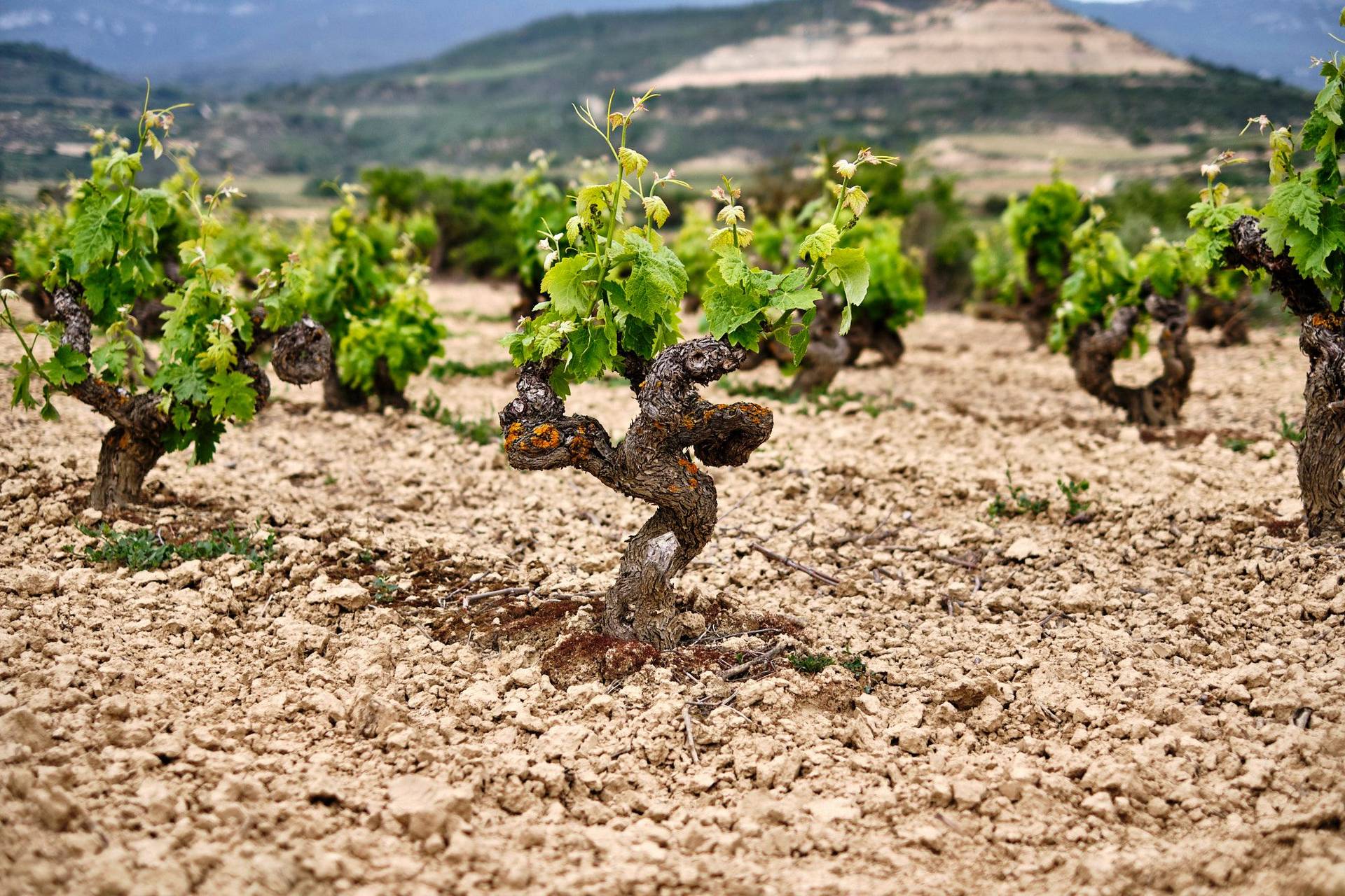 die bodega ramon bilbao in der rioja alta region