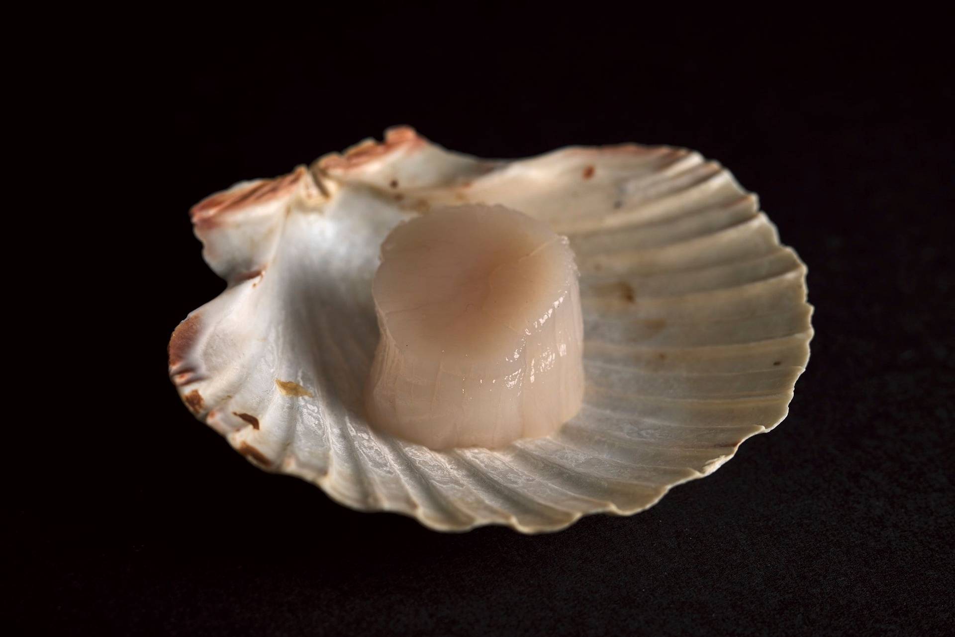 a scallop in its shell on black background