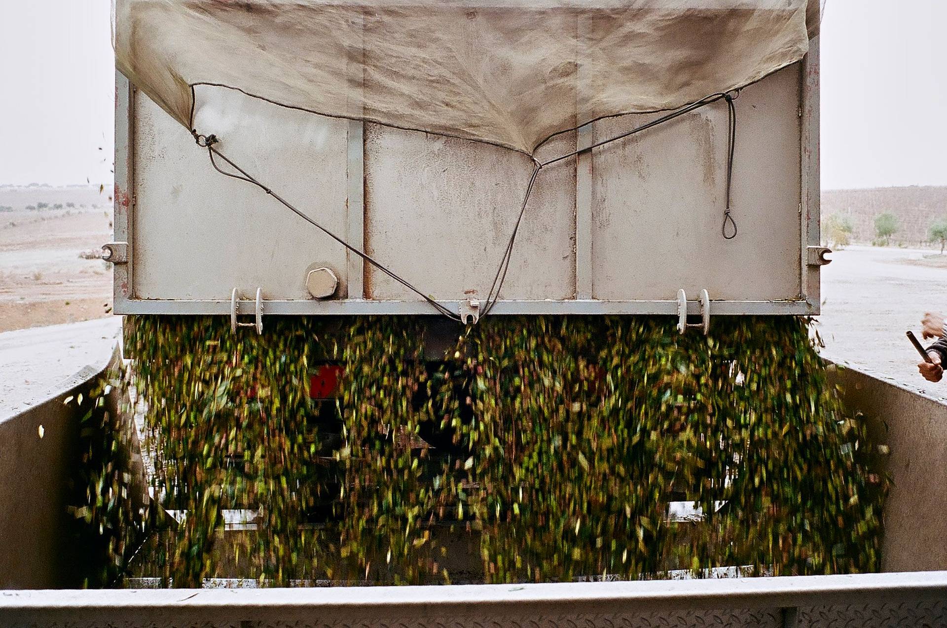 olive oil production in alentejo