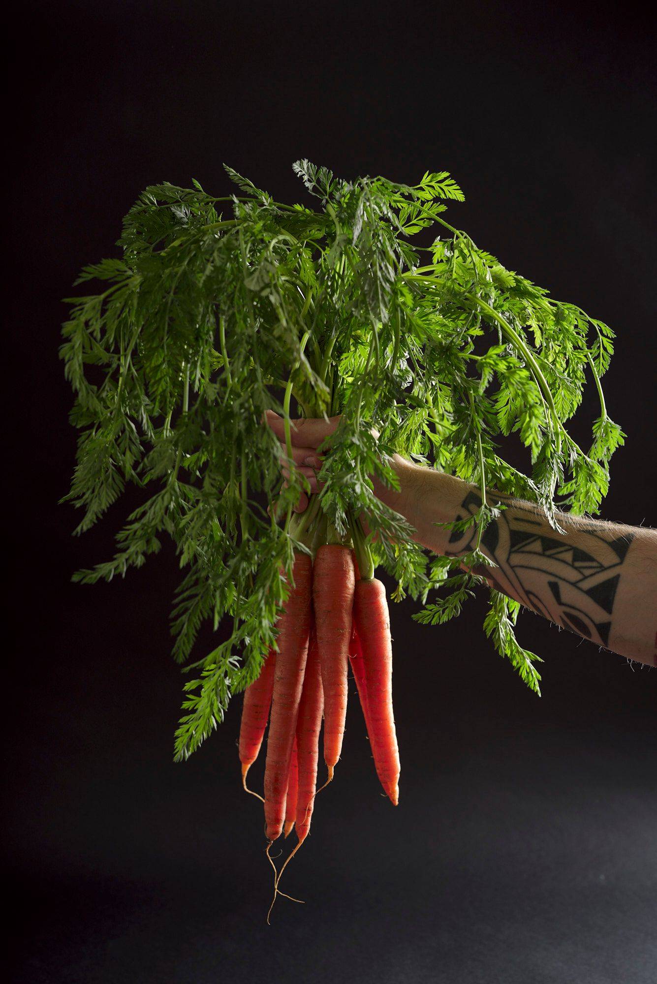 hand holding a bunch of carrots on black background