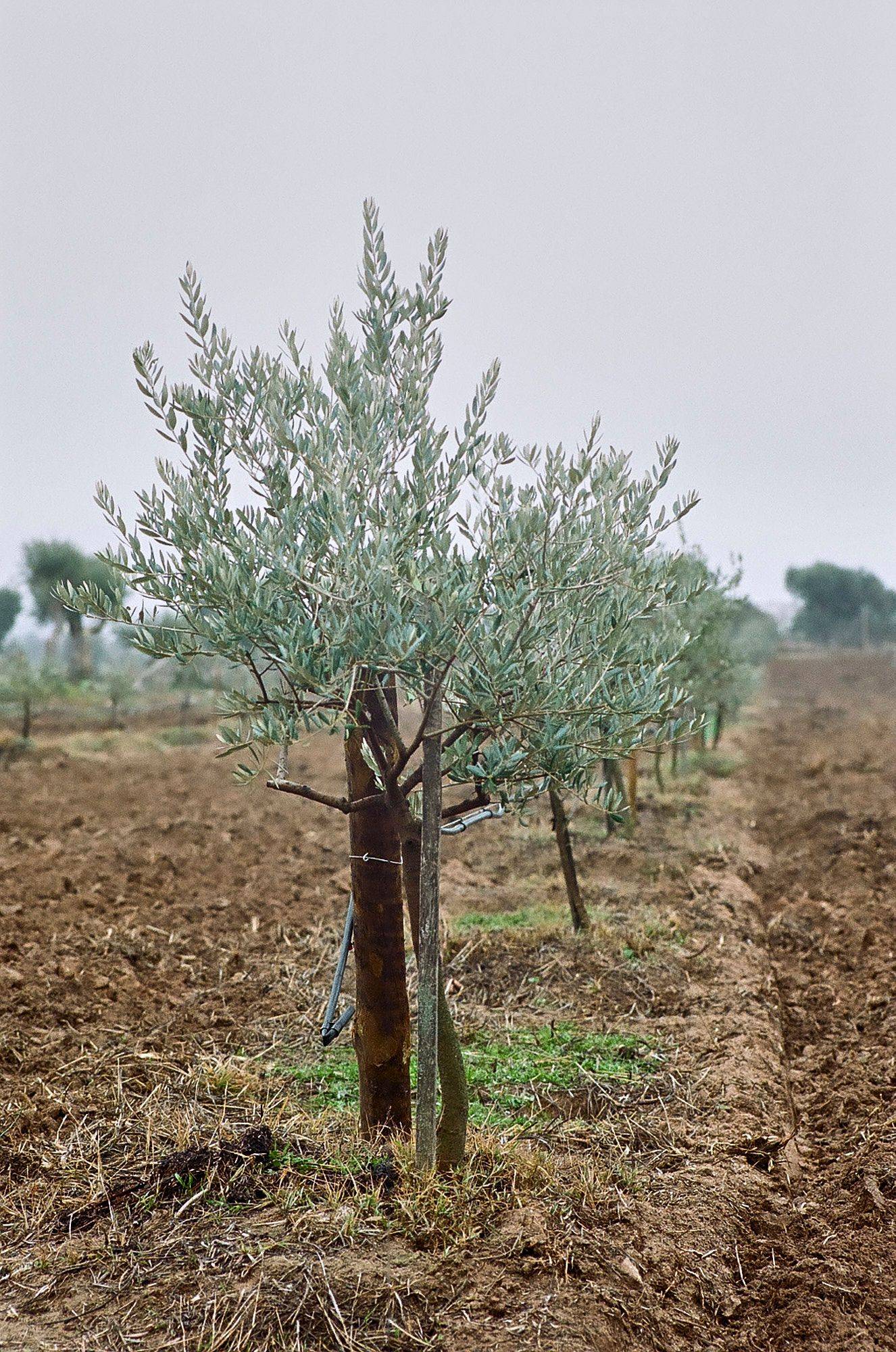 ein olivenbaum in alentejo