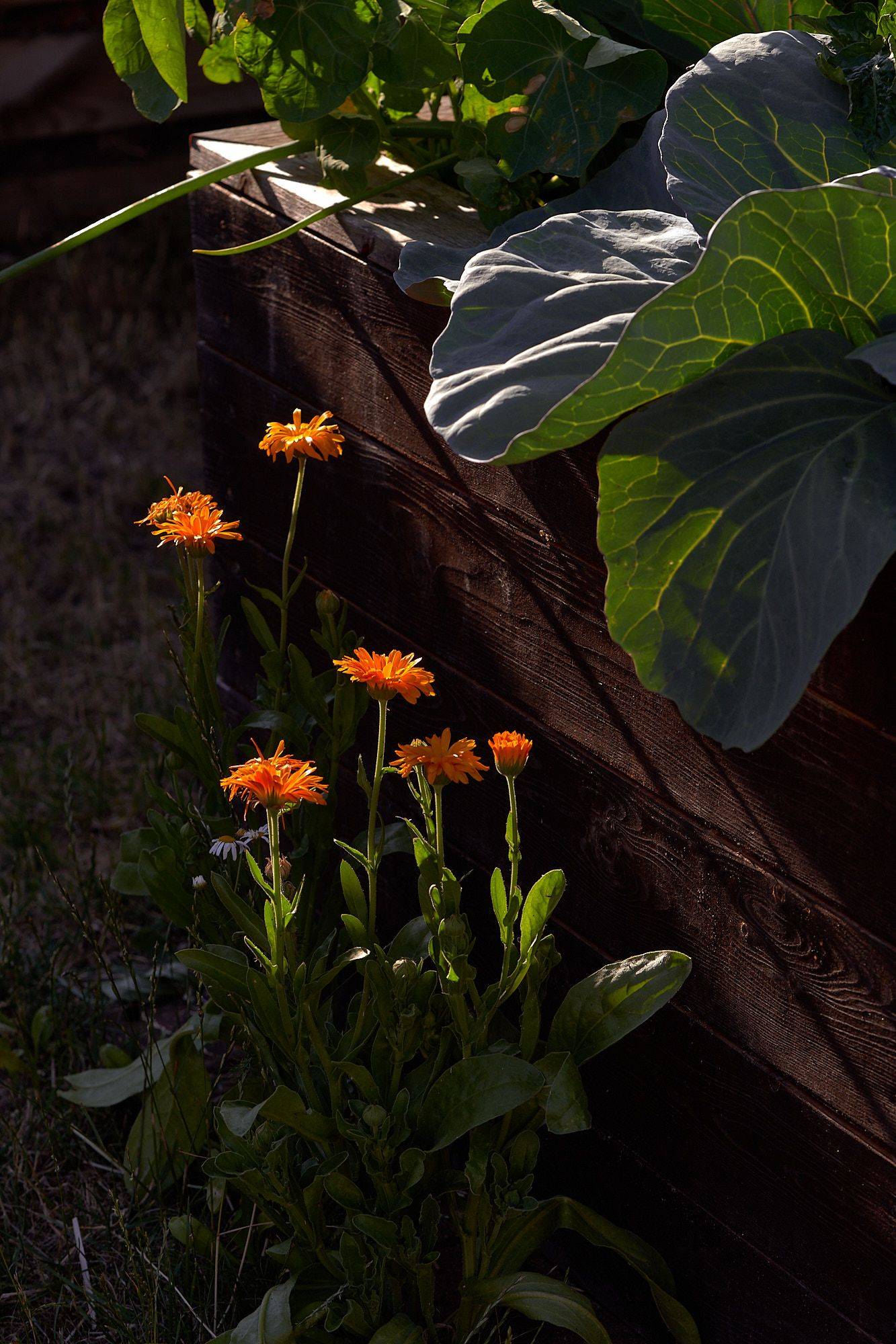 marigold flowers