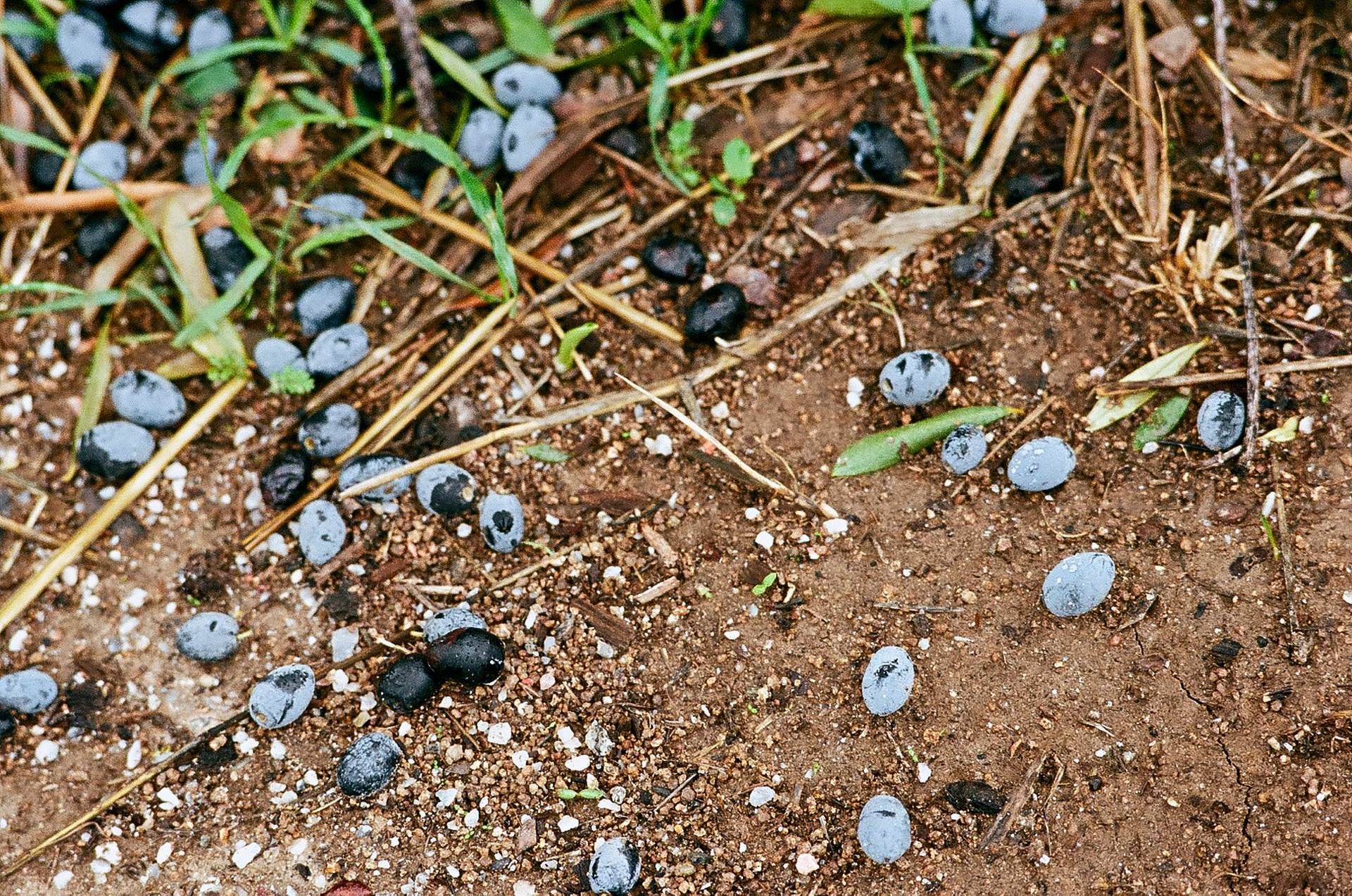 the olive cycle