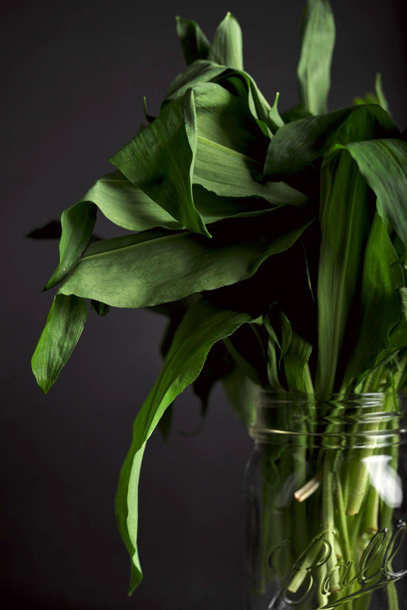 a bunch of wild garlic in a jar  on black background