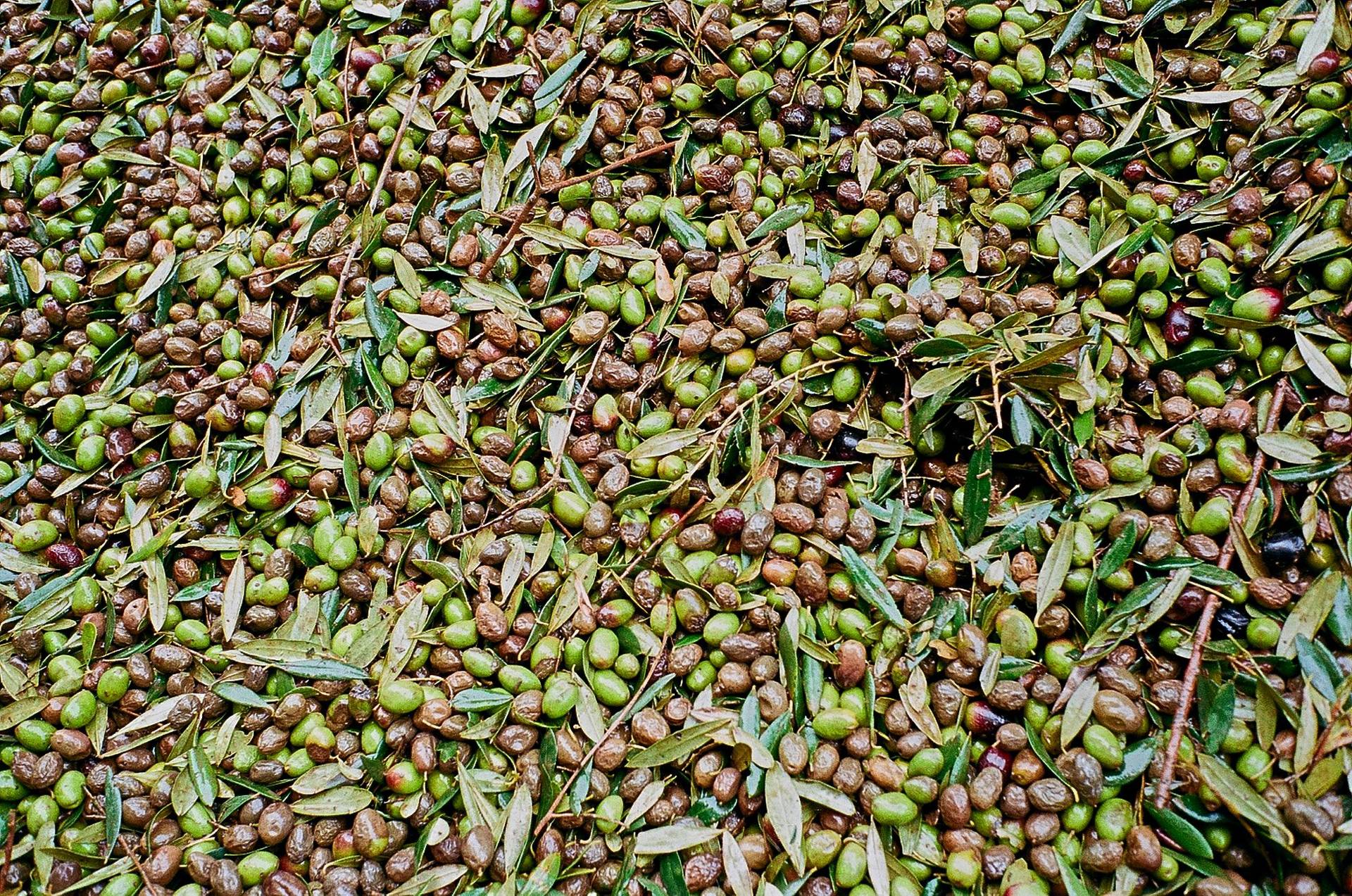 olive oil production in alentejo