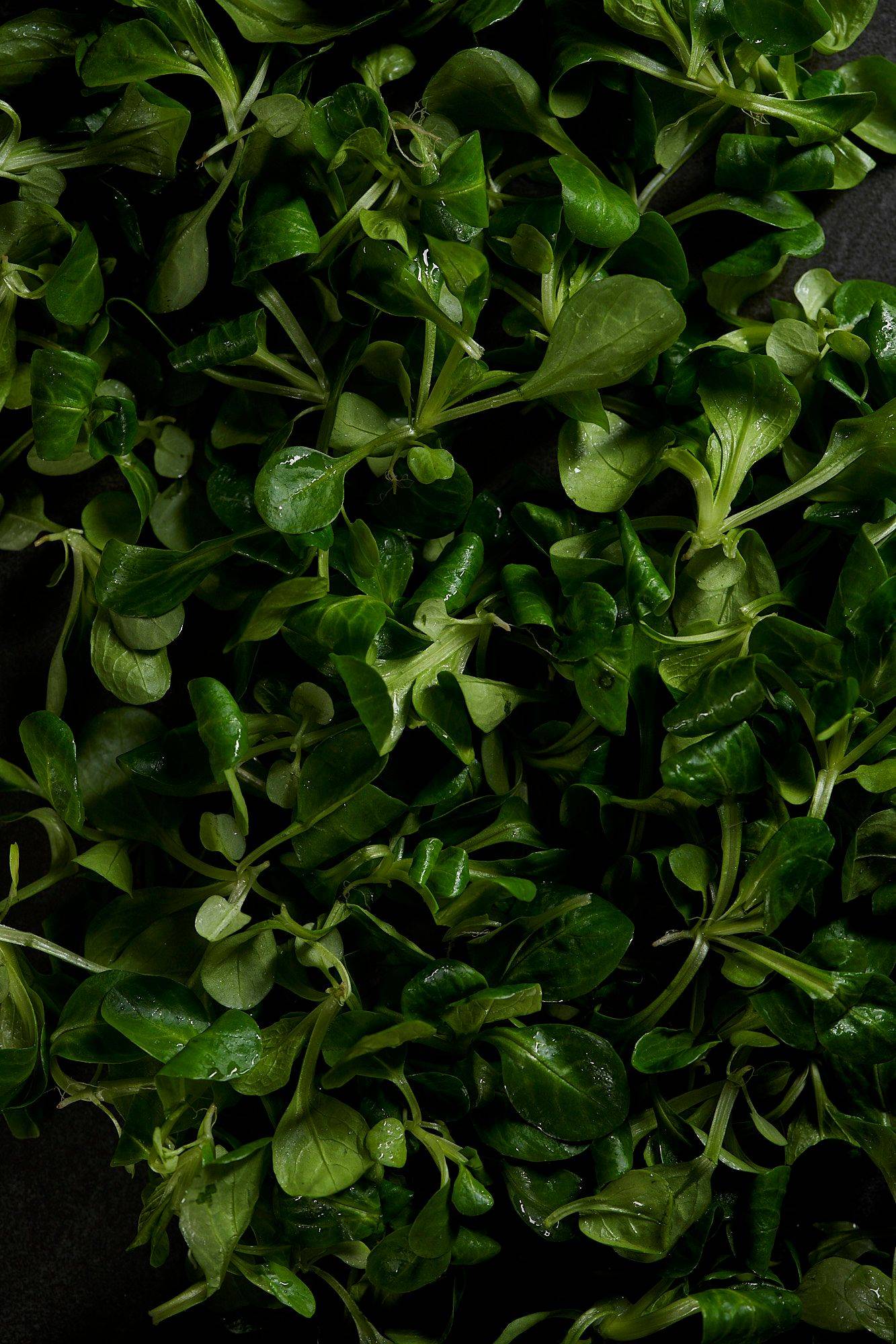 lambs lettuce