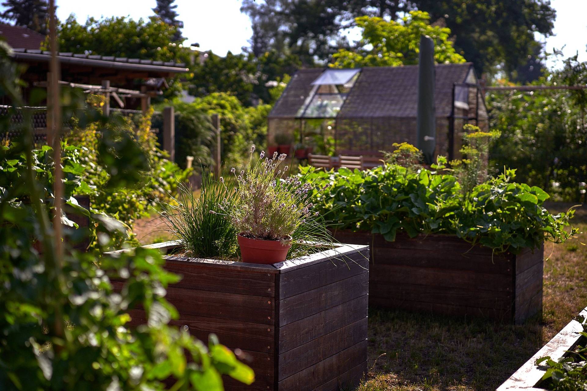 mixed culture vegetable garden