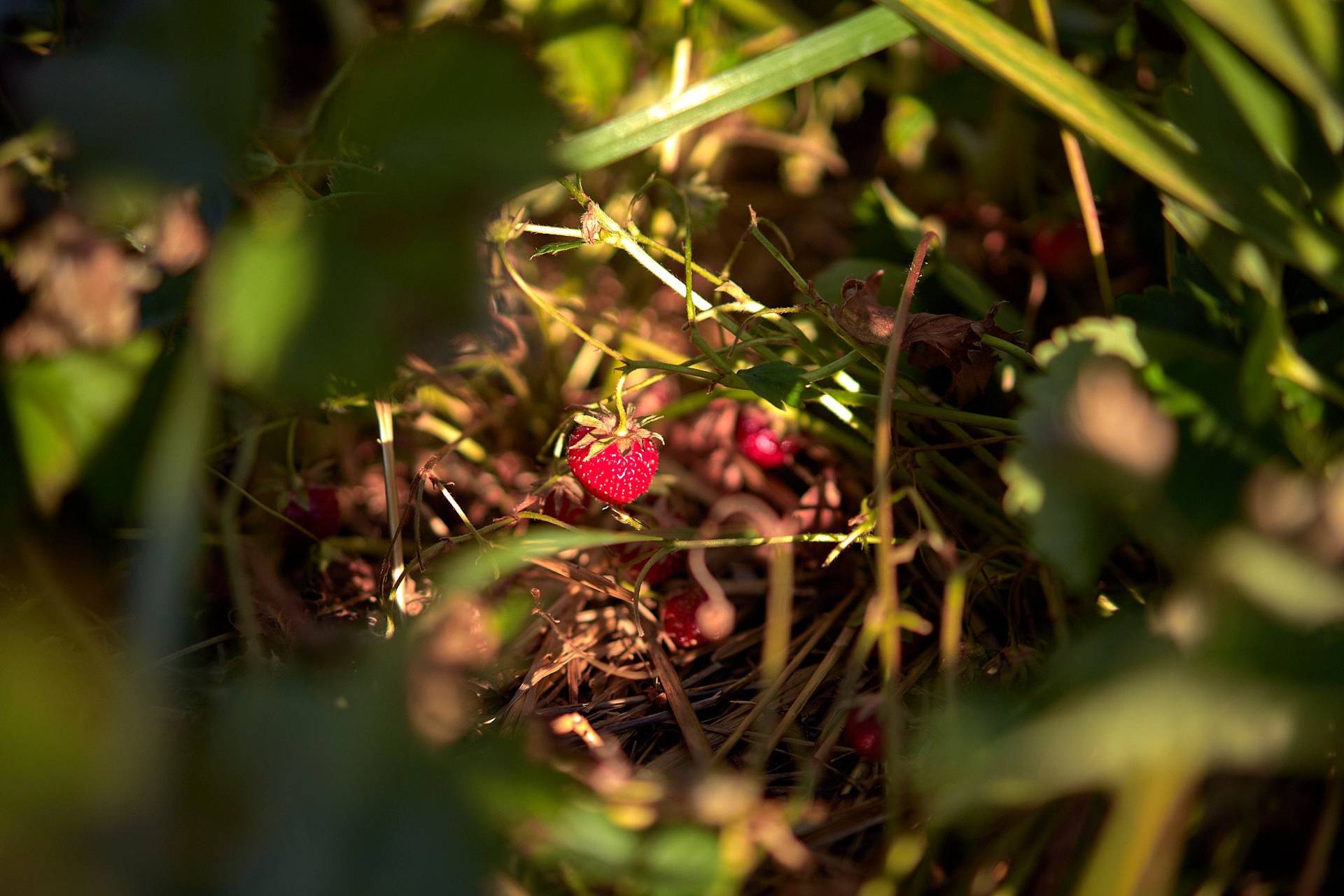 strawberries