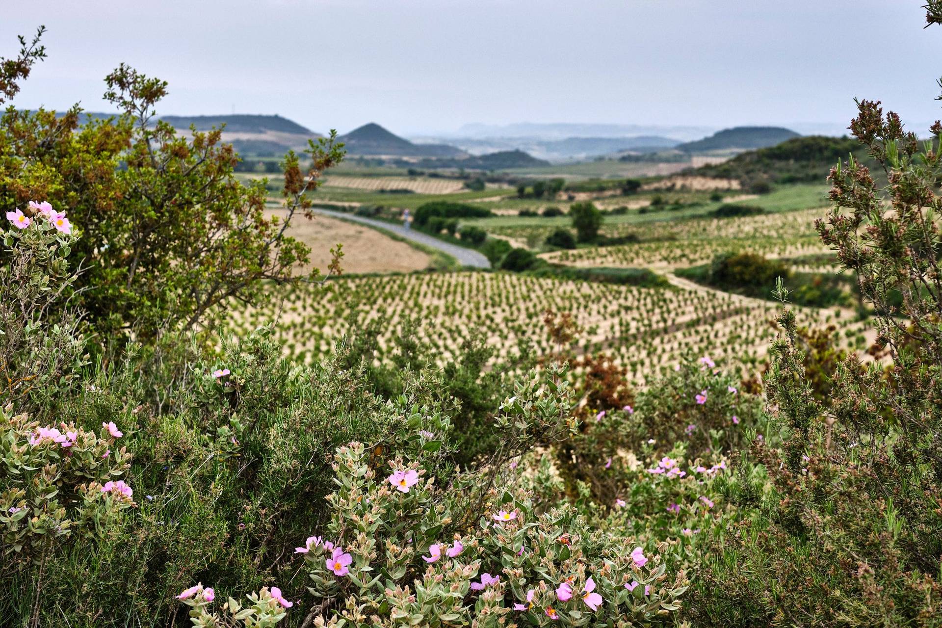 the wine region rioja alta in spain