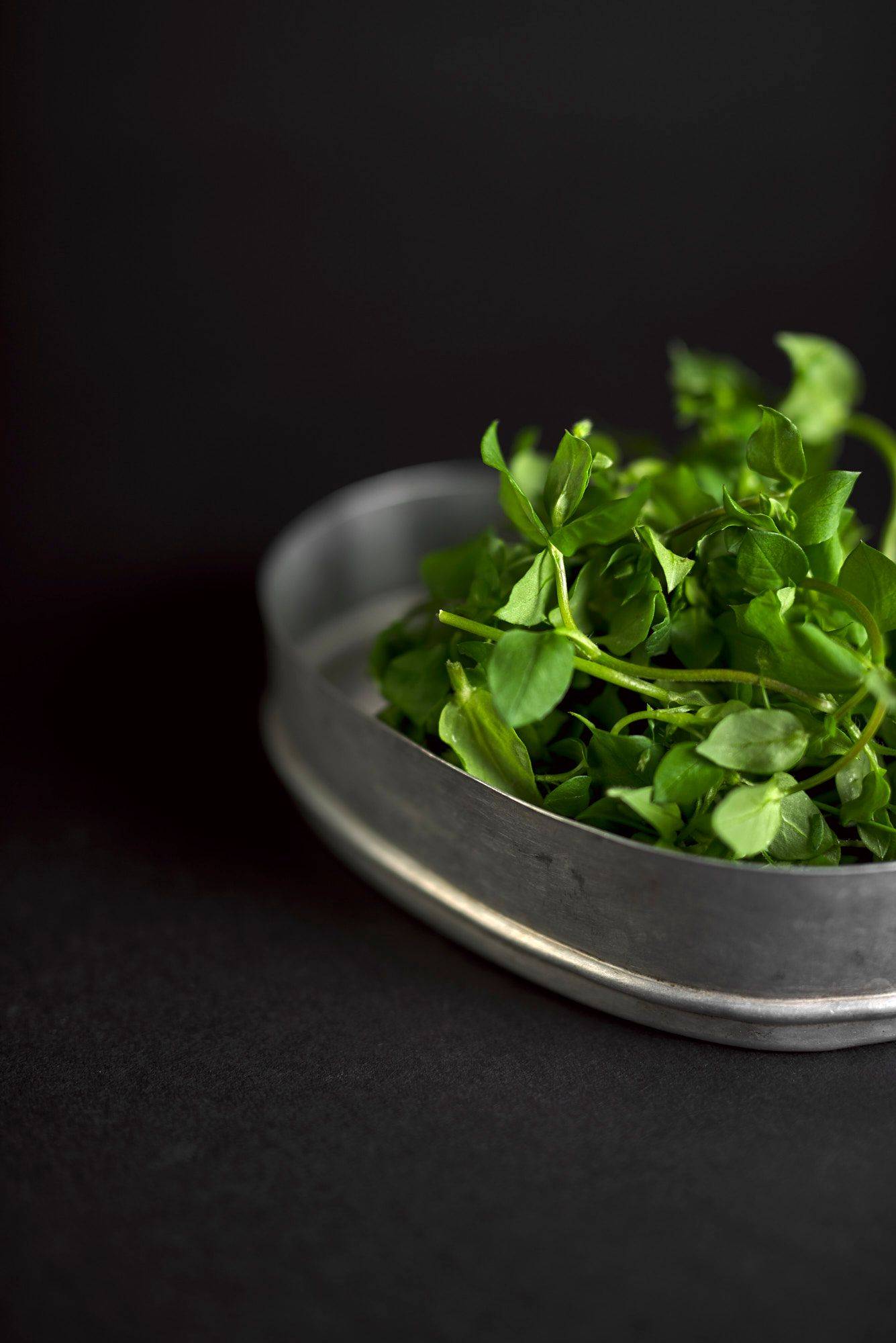 chickweed in a vintage lunch box on black background
