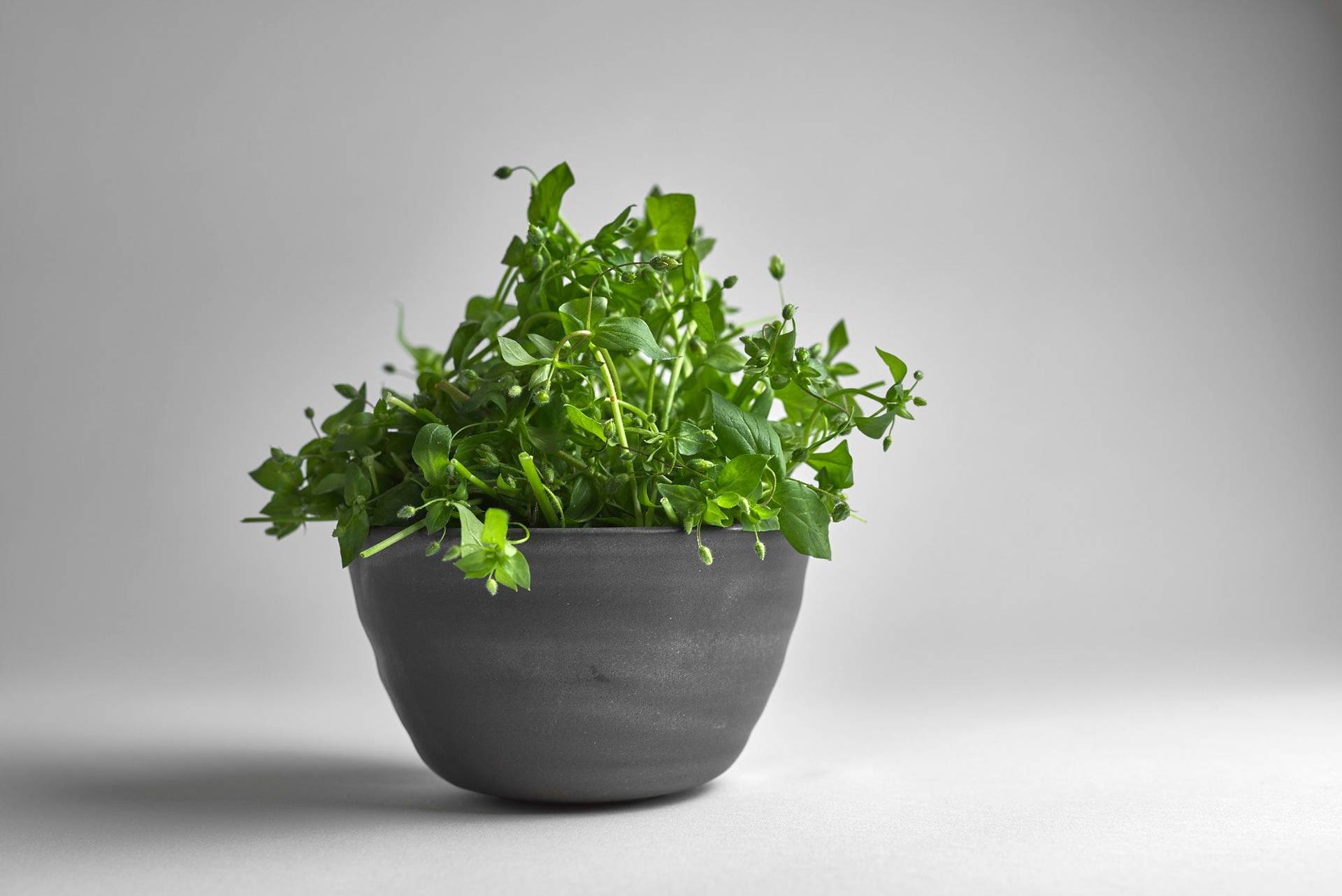 chickweed in a gray ceramic bowl on white background
