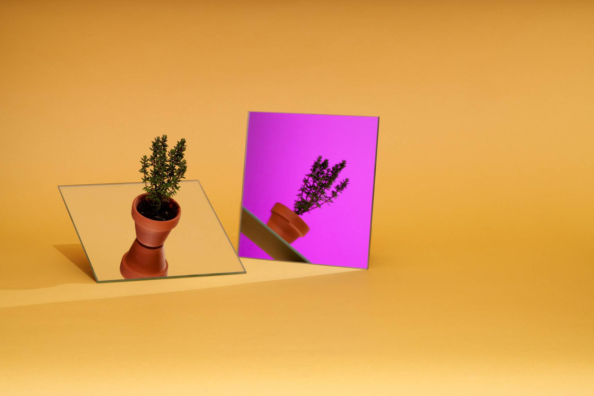 a mini pot of thyme with purple mirror on yellow background