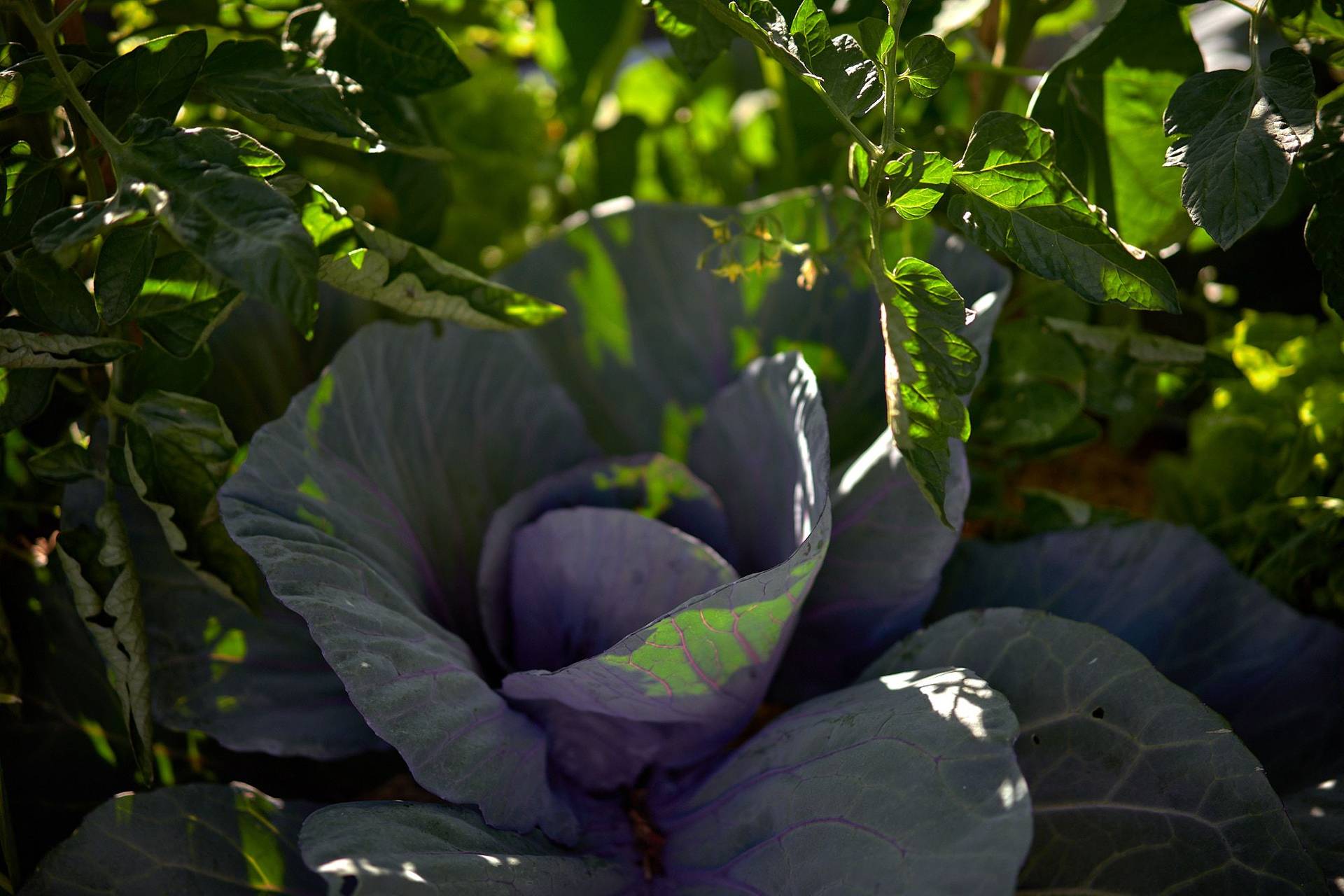 red-cabbage red cabbage